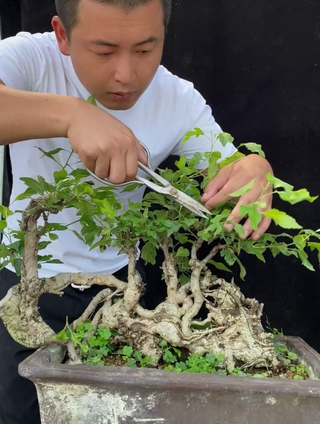 花叶棠梨怪桩,不错吧!