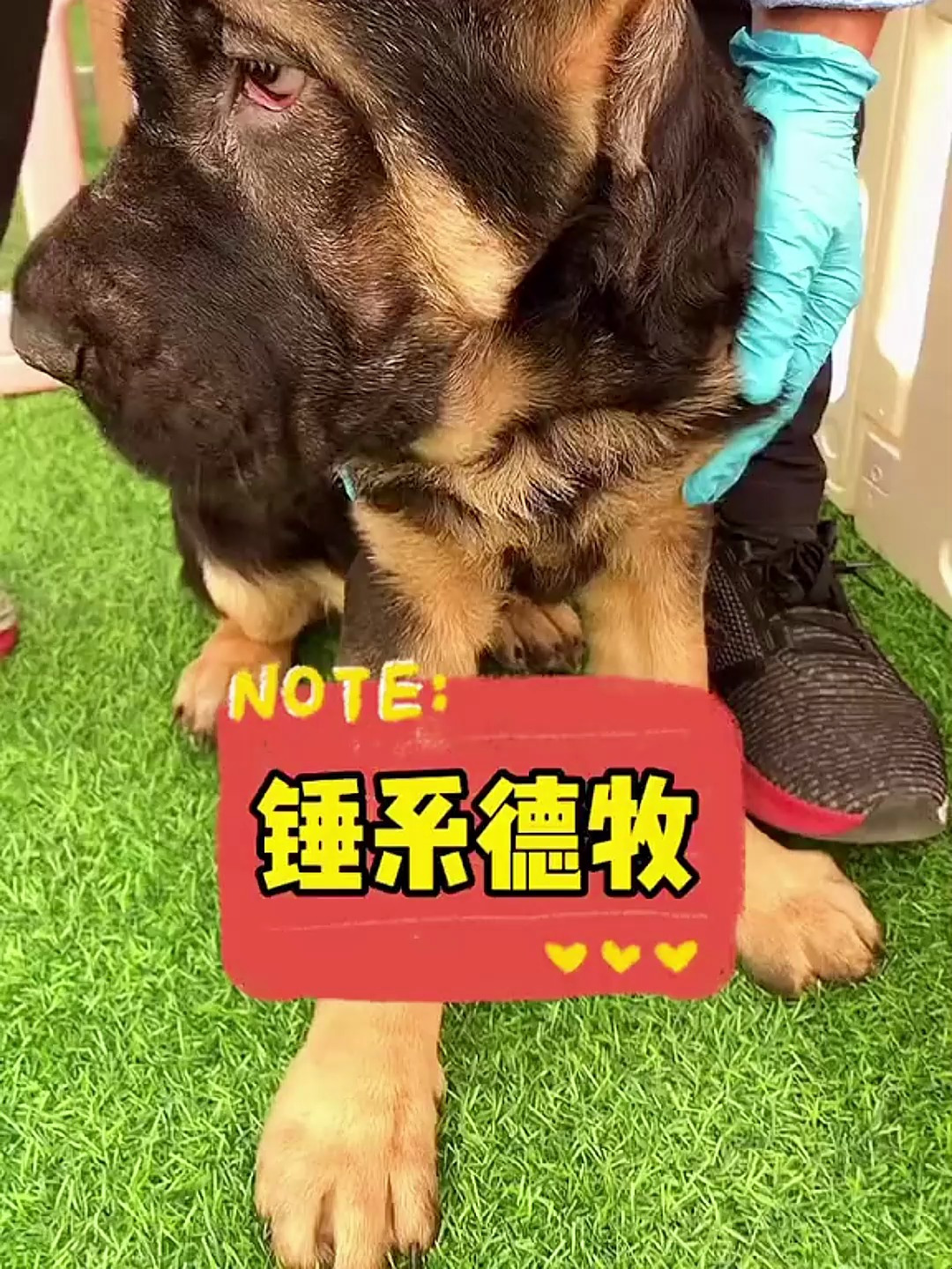 想挑选好的德牧犬看那几点?