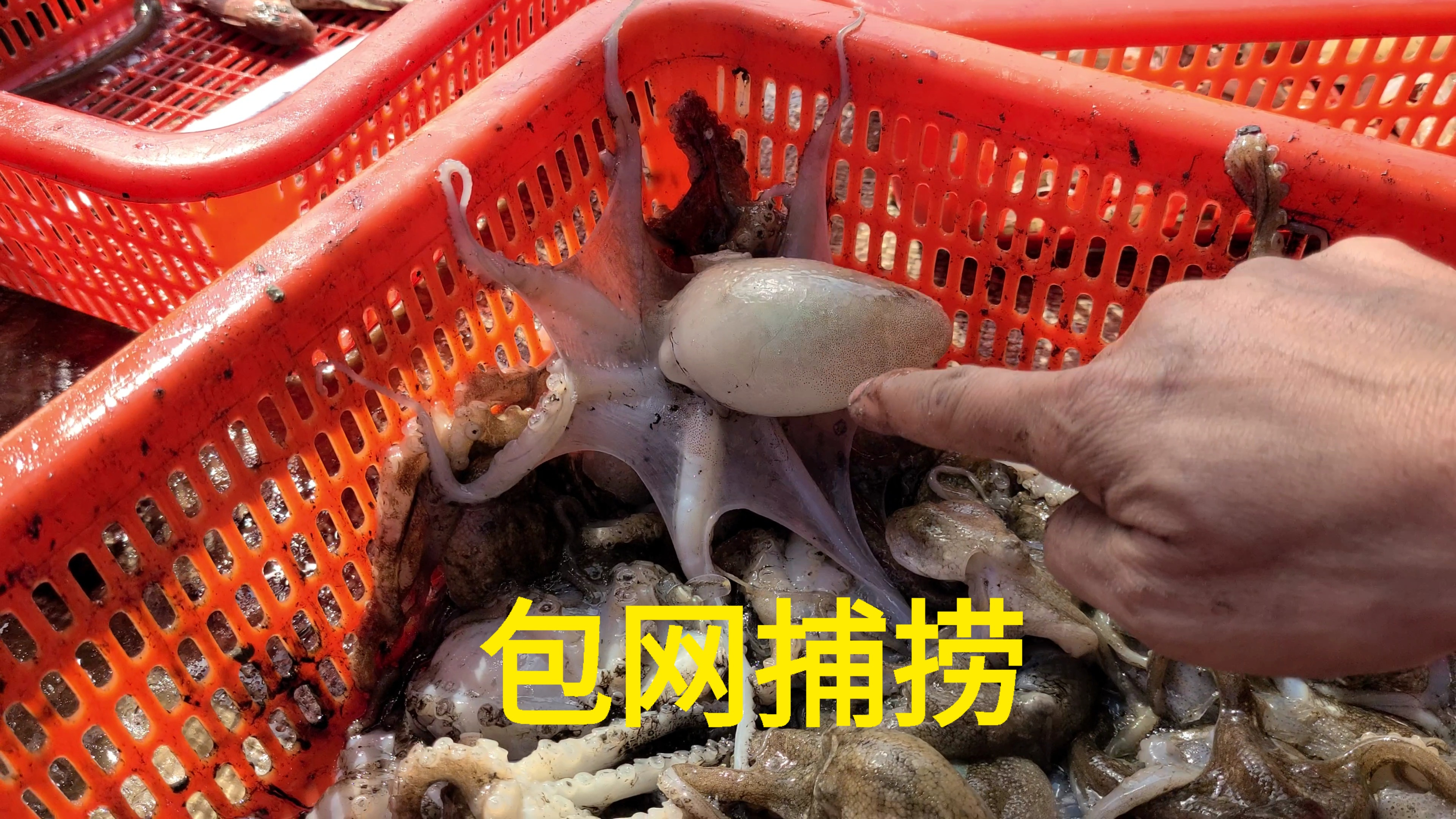 广东刘永洪大哥包船出海捕捞,捕到八爪鱼群,八爪鱼爆网了