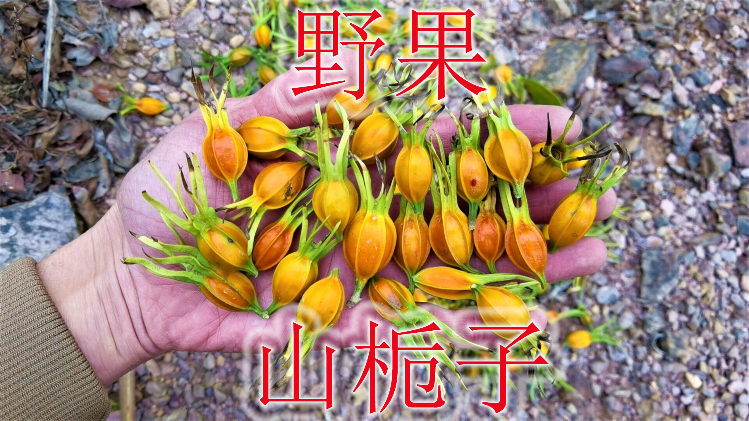 野外常见的山栀子果,别称有“明目果”,很多人不知道有哪用途