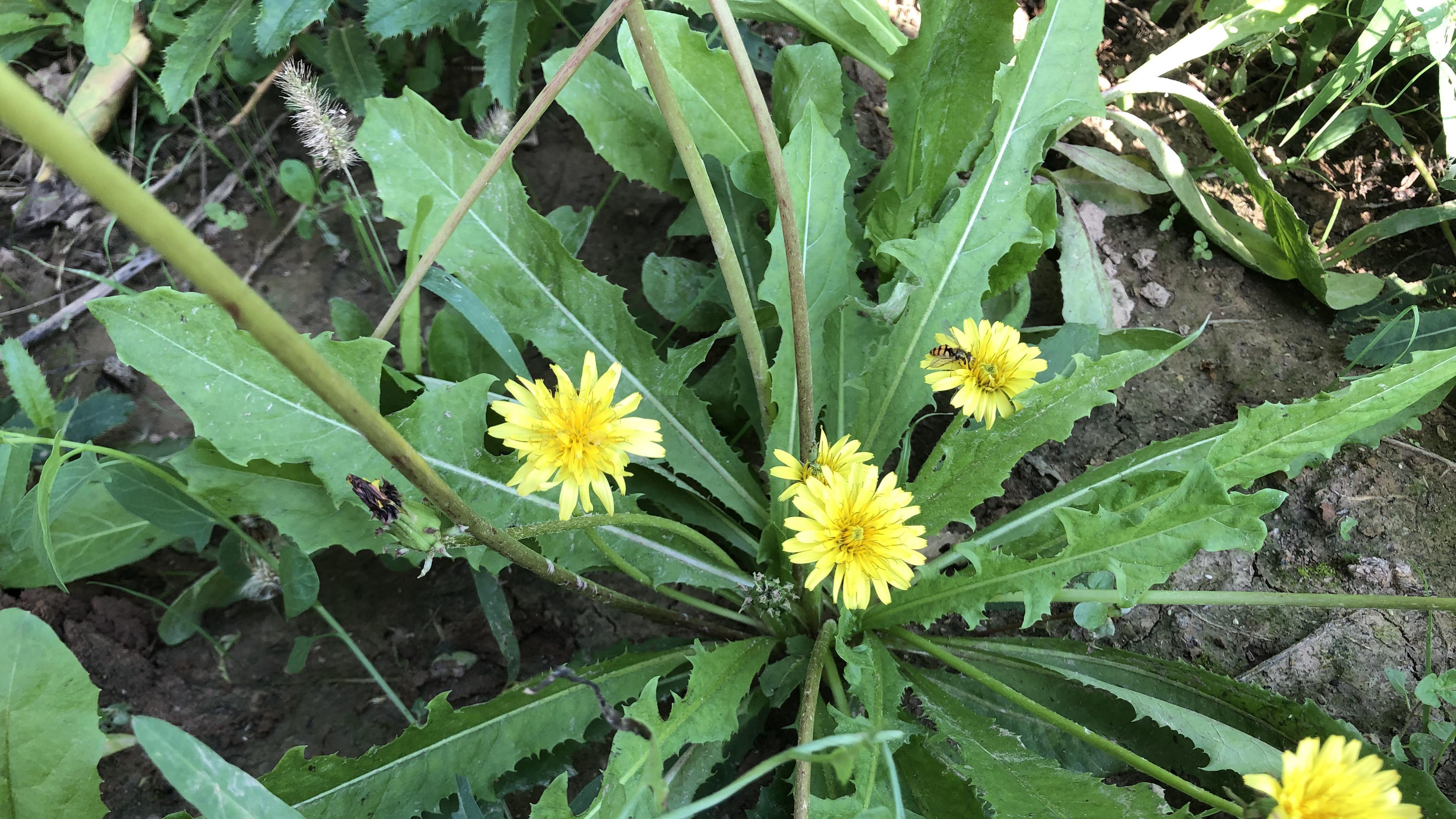 蒲公英是个宝,吃法多样还能当茶喝,懂的人赶快挖些回家储存吧!