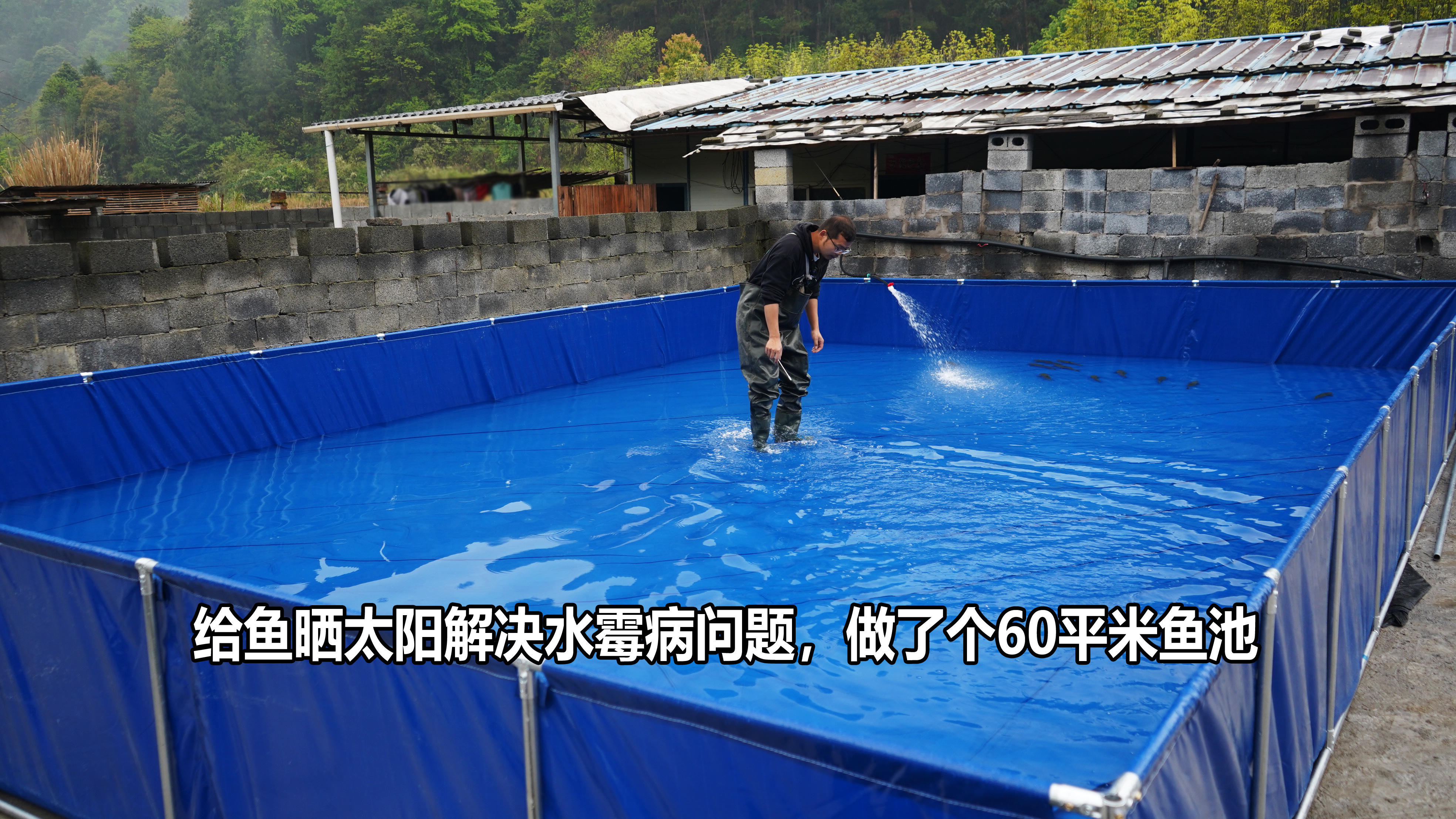 丰水期没法利用自然溪流治疗水霉病，花3000搞个能晒太阳的鱼池