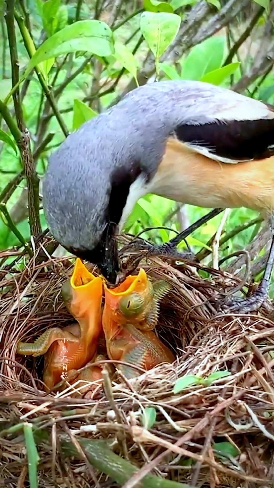 伯劳鸟妈妈哺育雏鸟