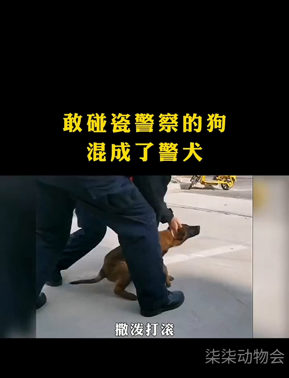 全网唯一一只敢碰瓷警察的狗,还混成了警犬!