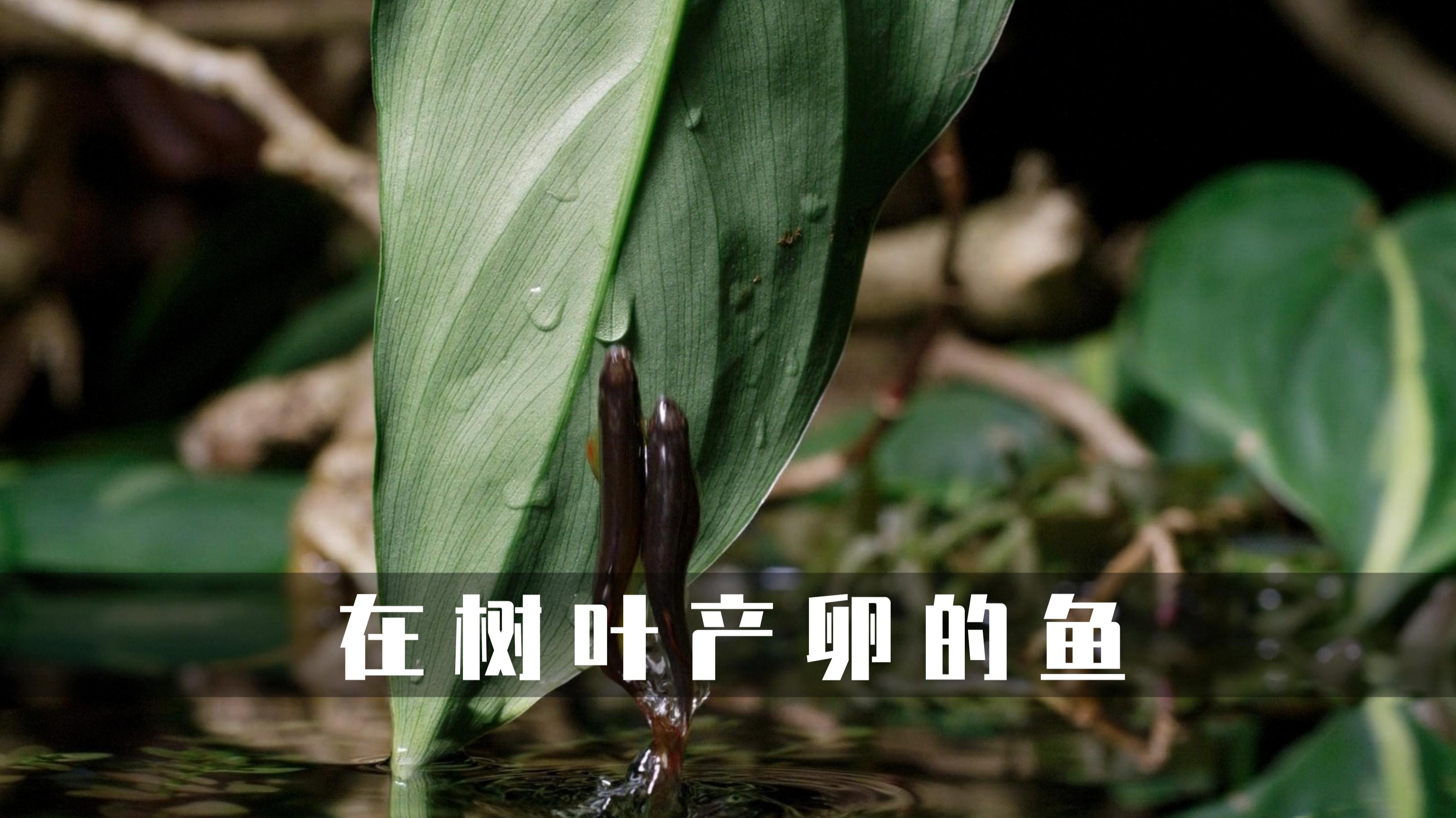 鱼把卵产在了树叶上,就不怕卵被风干吗?