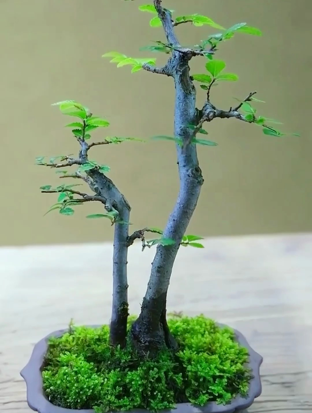 一棵榆树5年的变化,最后这个双杆造型怎么样?-度小视