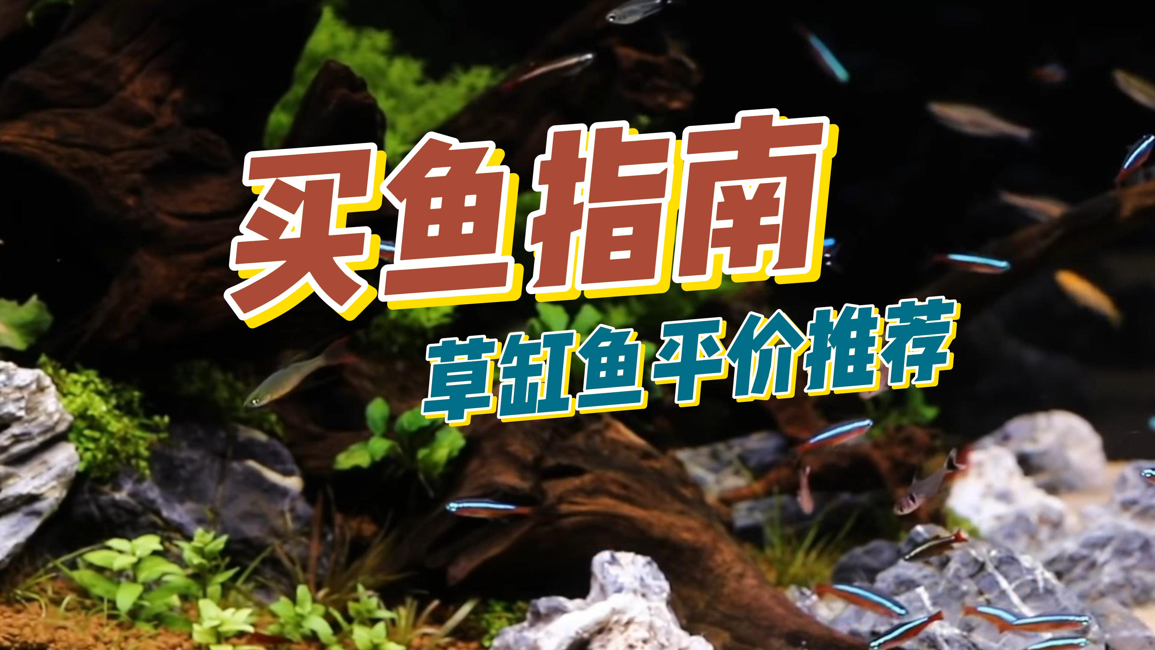 草缸配鱼全攻略 好买能混养还便宜