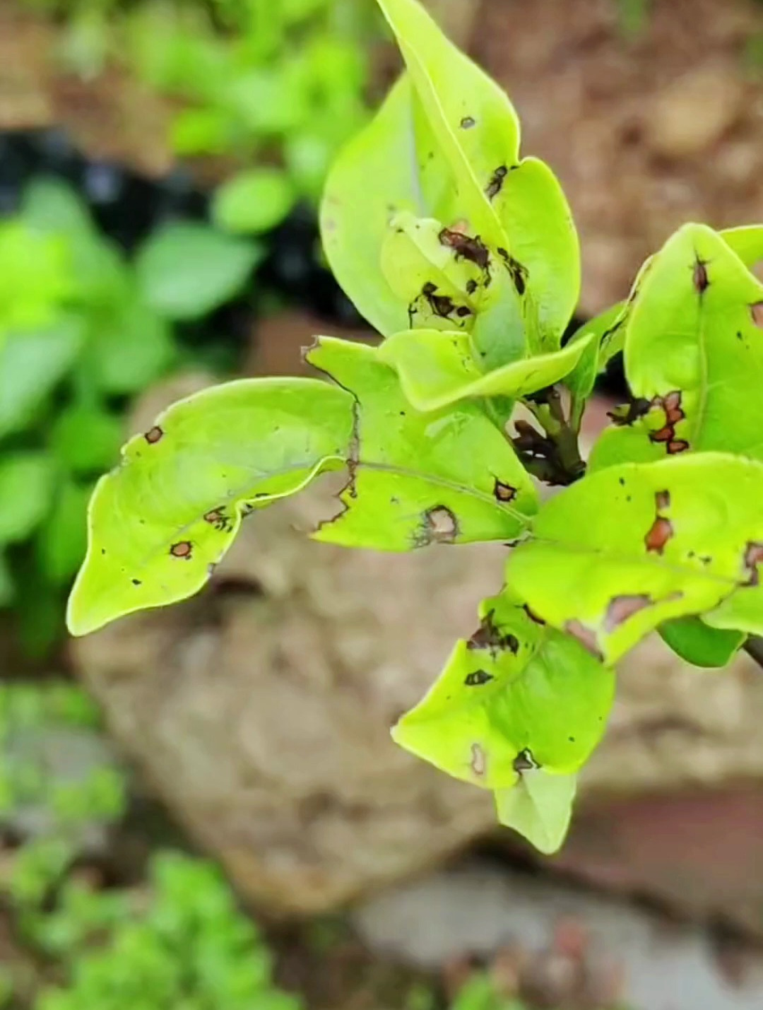 蓟马虽小,祸害最大,遇到了这样处理效果好不伤树!
