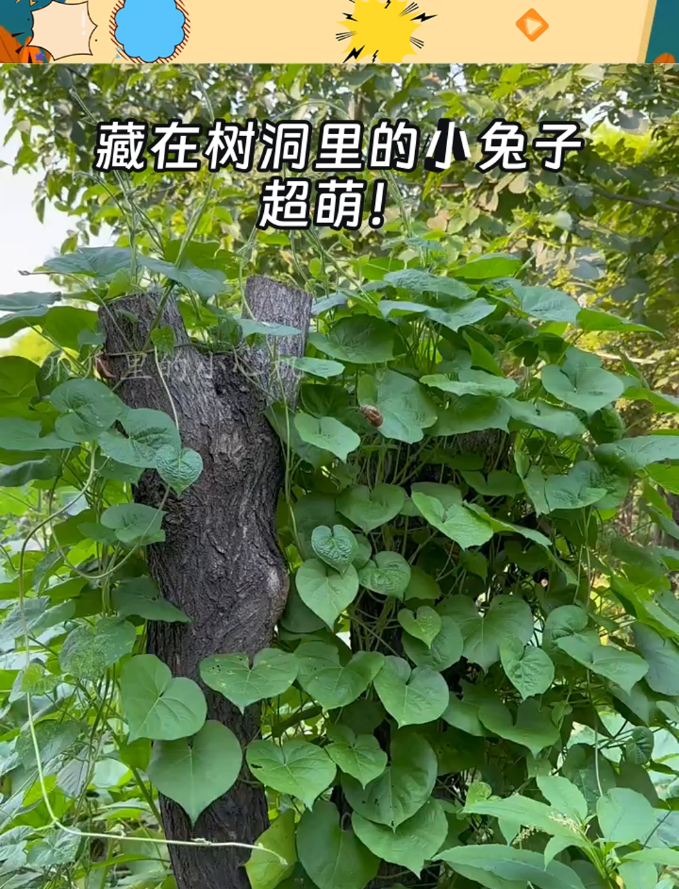 藏在树洞里的小兔子,超萌!