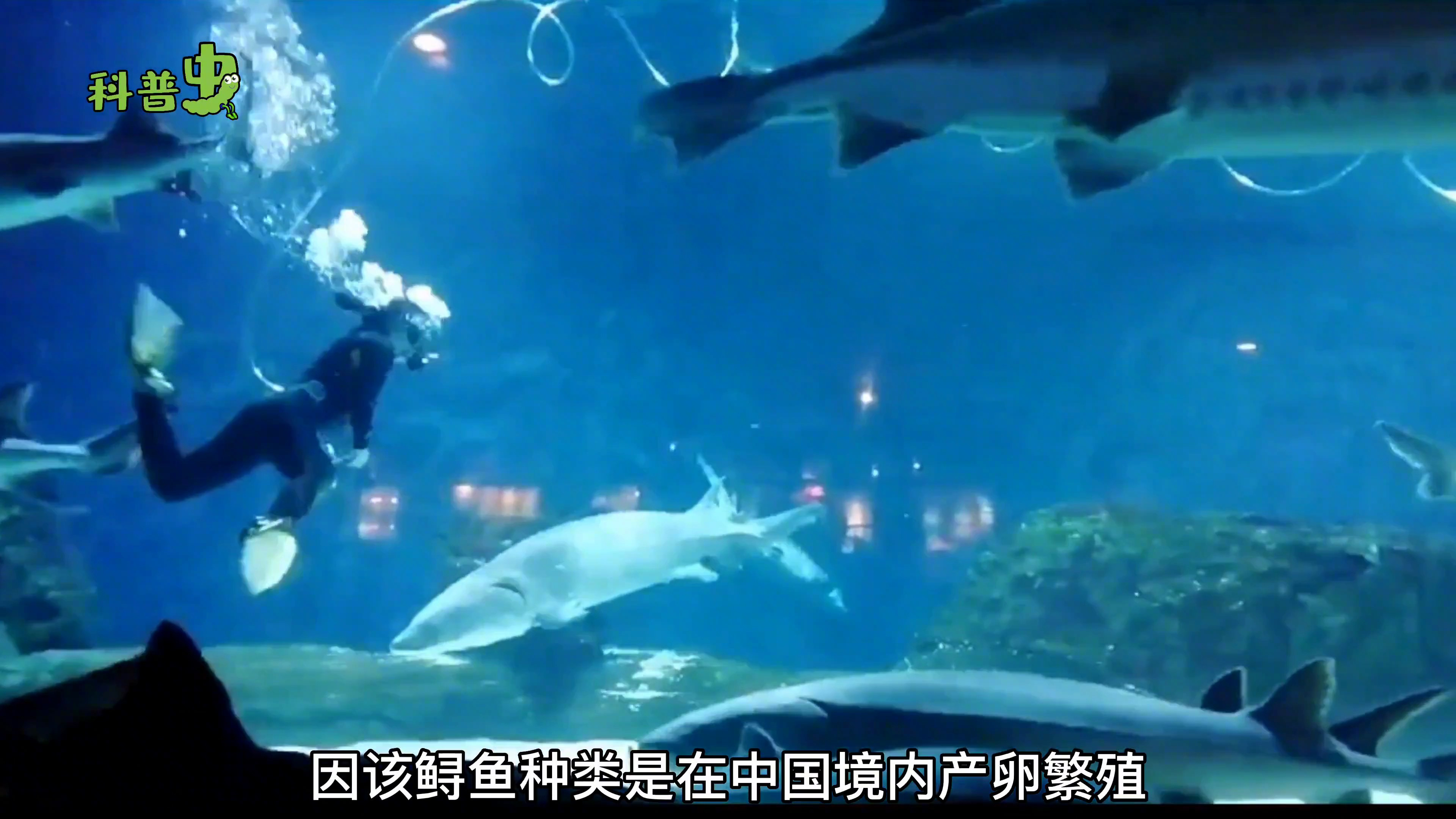 野外仅剩27条的鱼,仅在我国繁殖,面临灭绝的危险,该如何保护?