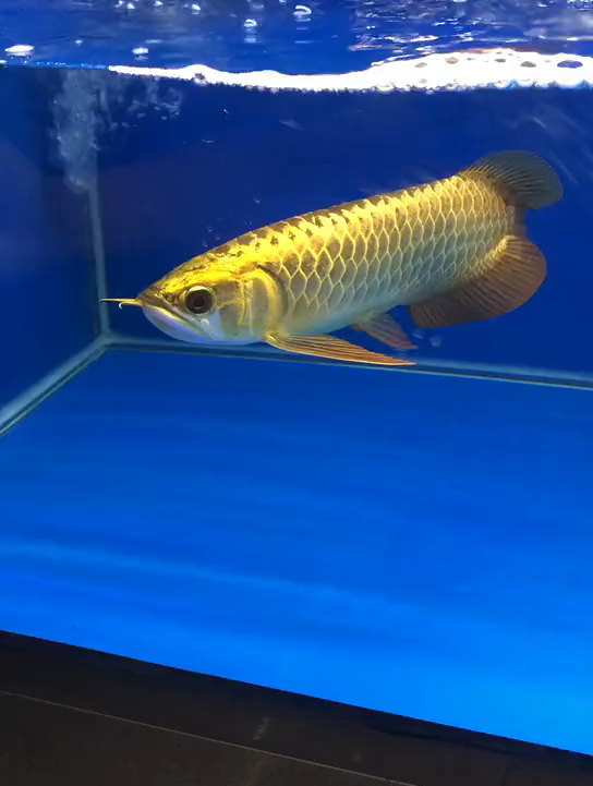 咱们看看金龙鱼