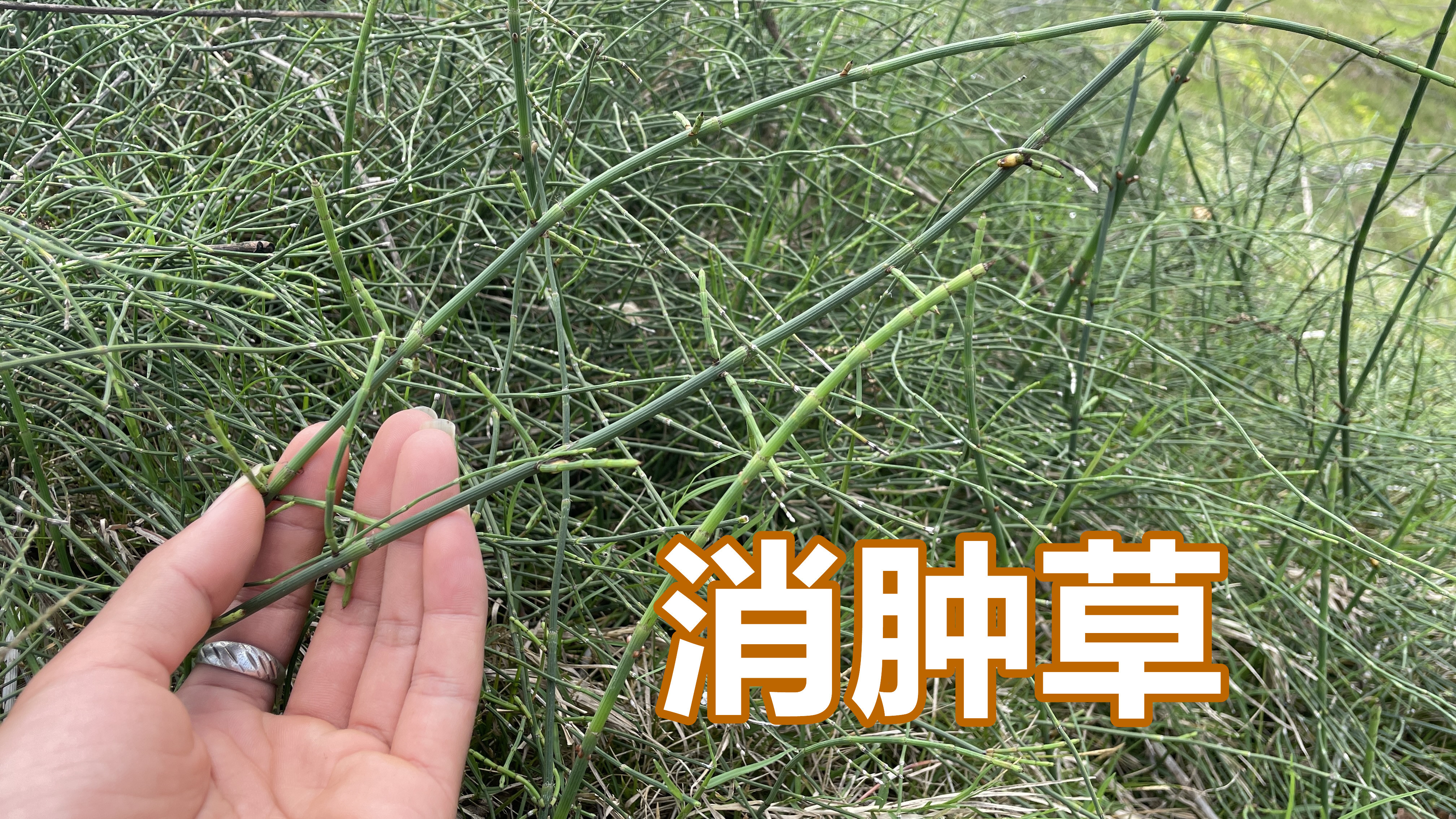 农村地里很常见的节节草，别以为是杂草，大家来认识一下