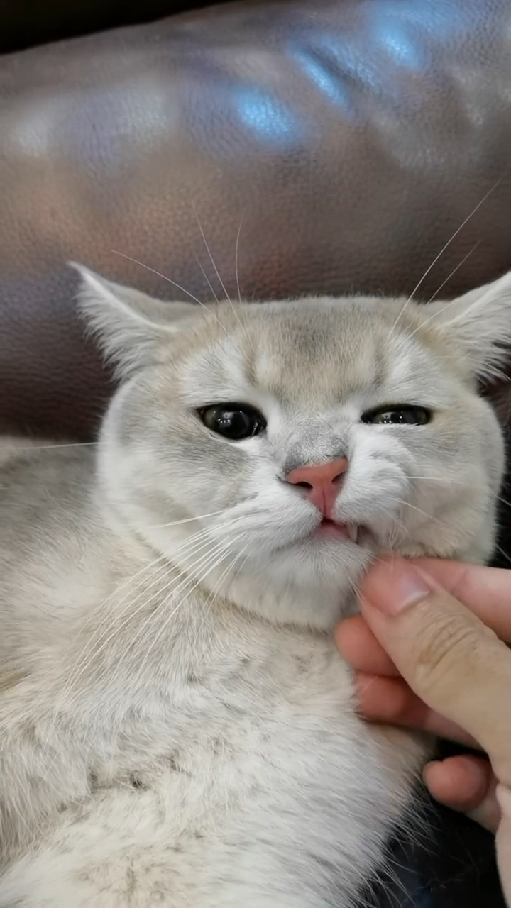 拉一下猫的胡子,你就可以得到一只撅嘴猫