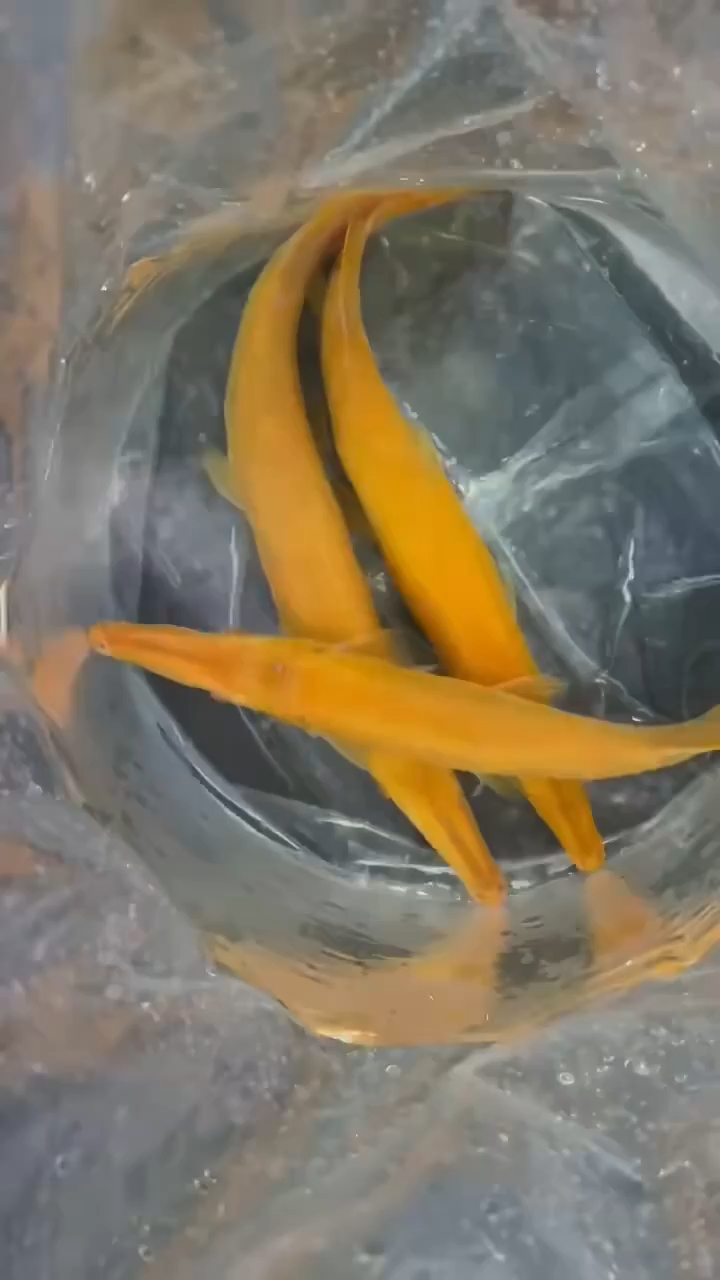 黄化幽灵火箭鱼,白化火箭鱼,广州百艺城