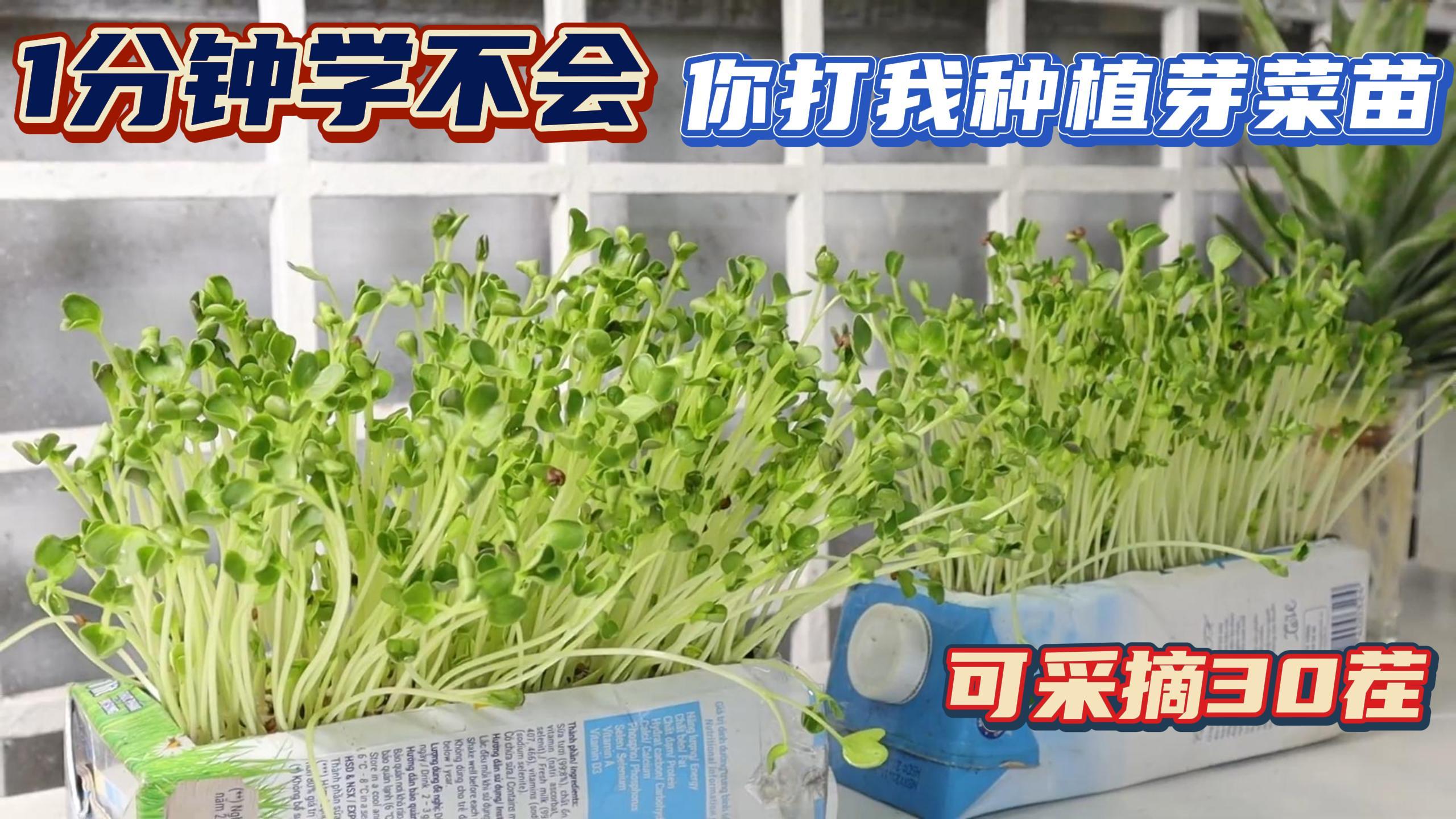 1分钟教你在家种植芽菜苗,种1次可以采摘30茬,方法简单值得一试