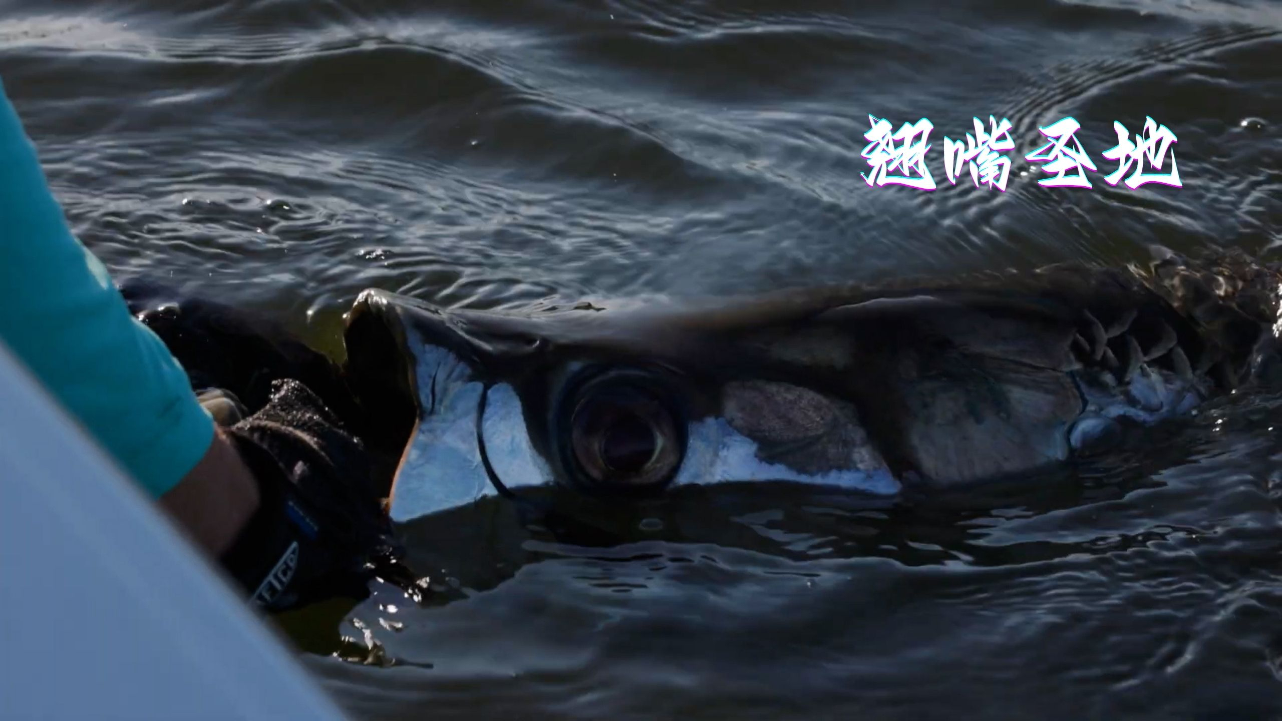 超级翘嘴钓起来有多欢乐?看看这对美国父子的操作