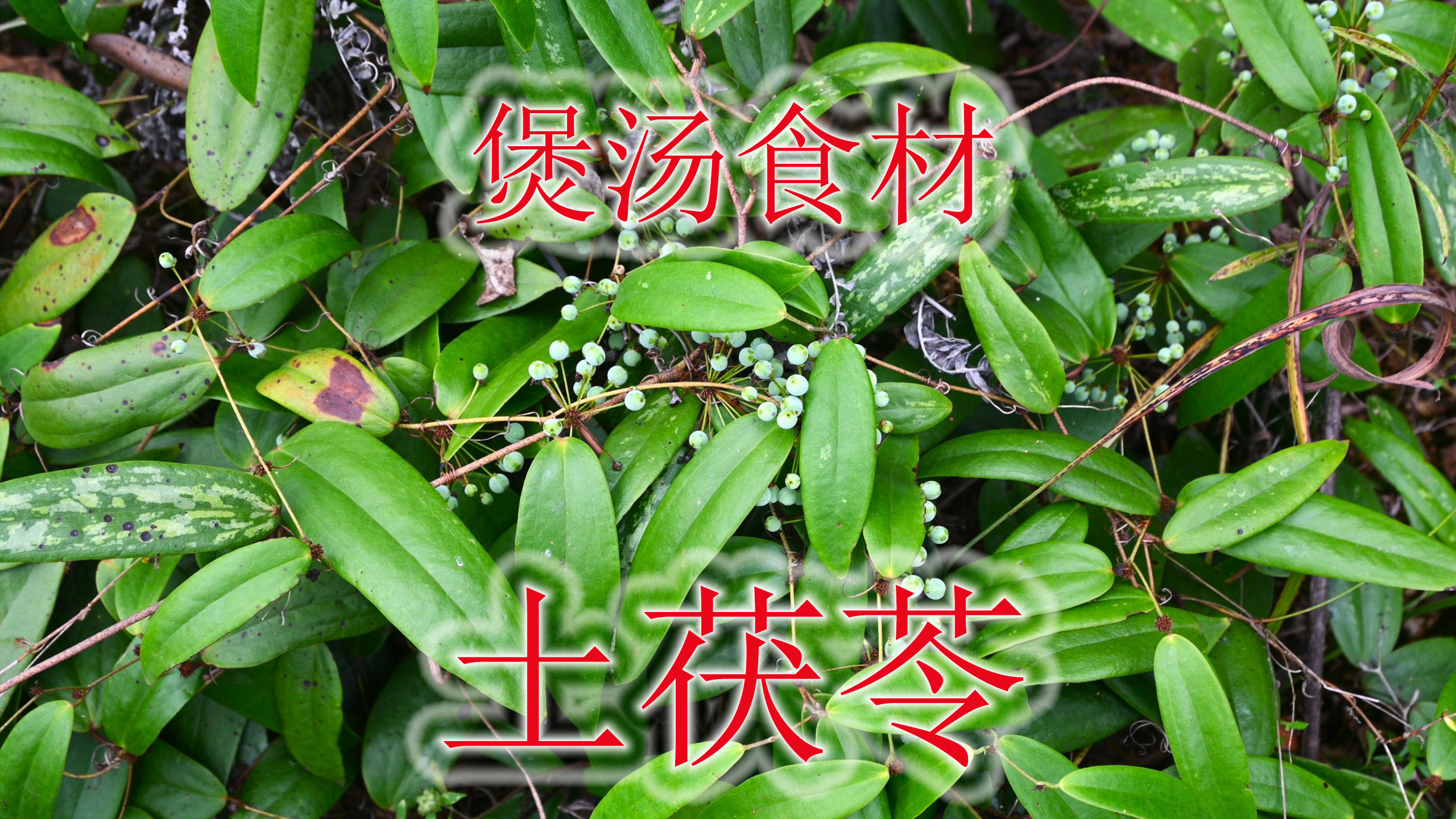 谁人不识“土茯苓”植物!饥荒年代的救荒粮,也是煲汤好食材