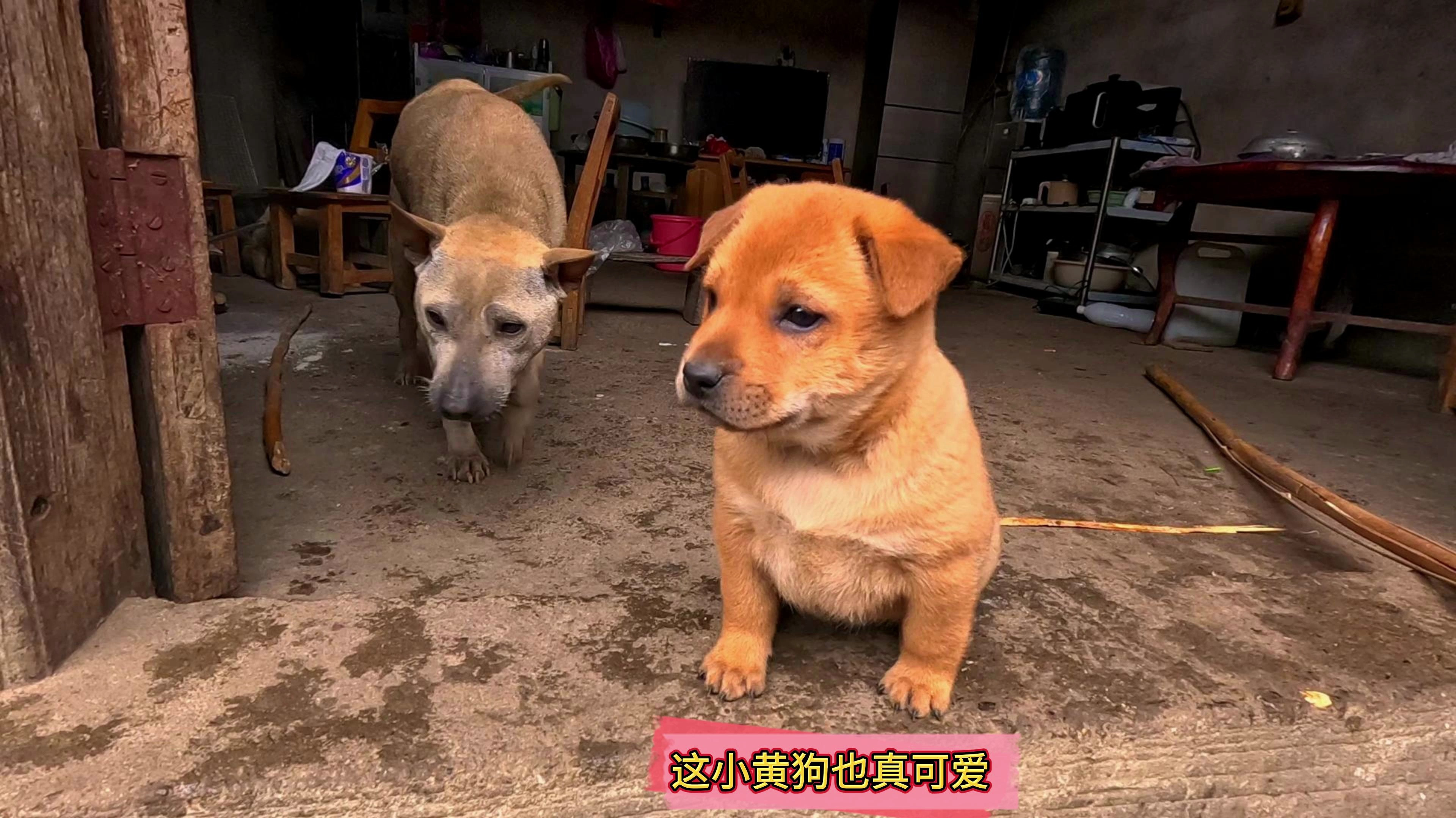 这小黄狗也真可爱