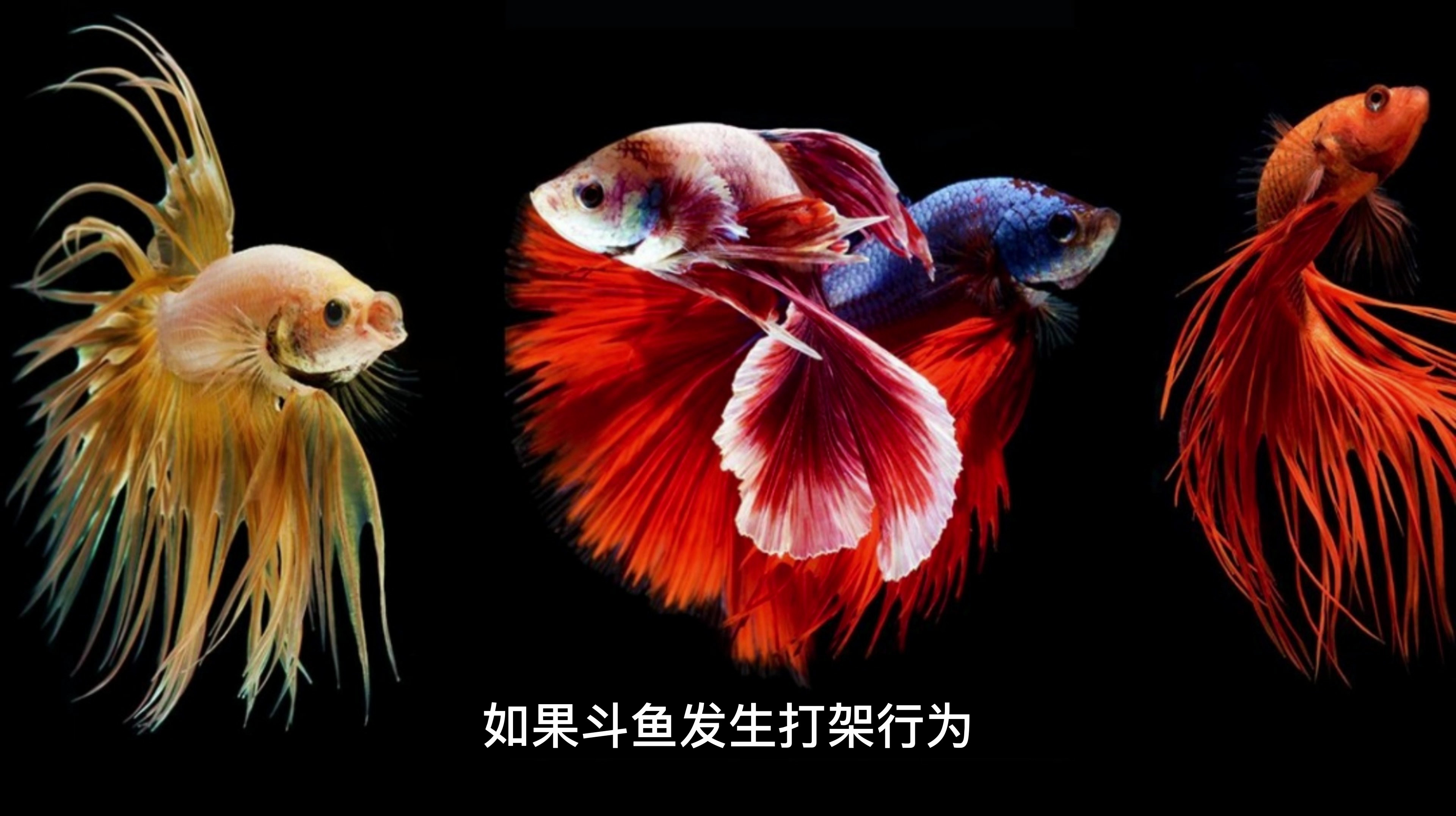 斗鱼打架怎么办看看我的做法