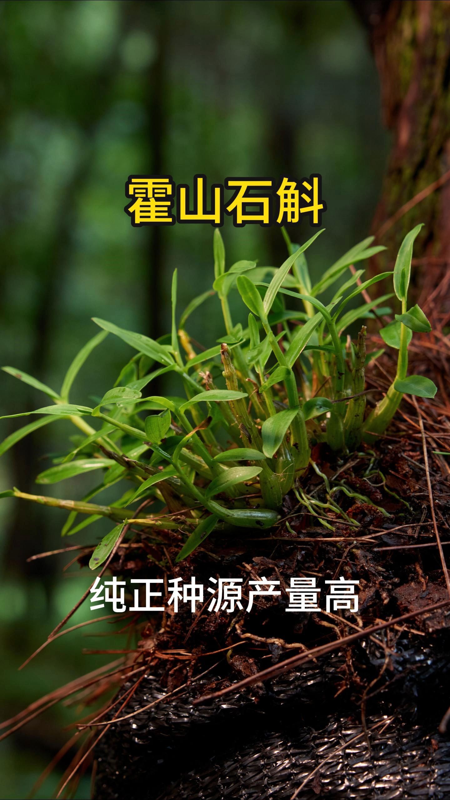 纯正霍山石斛产量高,价值好,易种活耐热耐寒-度小视