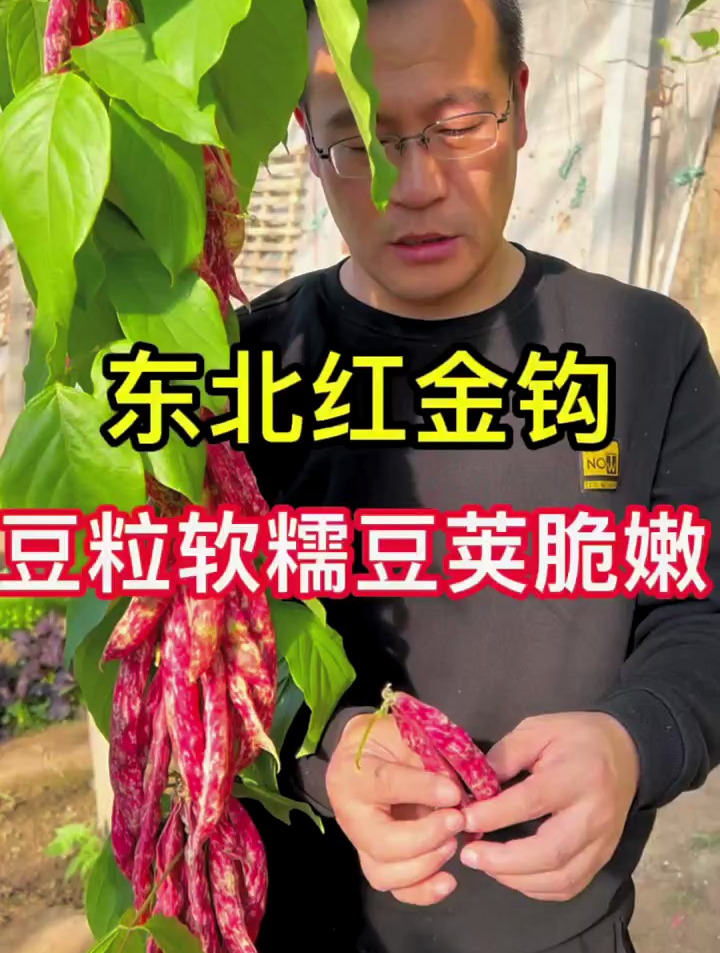 东北红金钩油豆,软糯香甜,种植简单 油豆种子-度小视