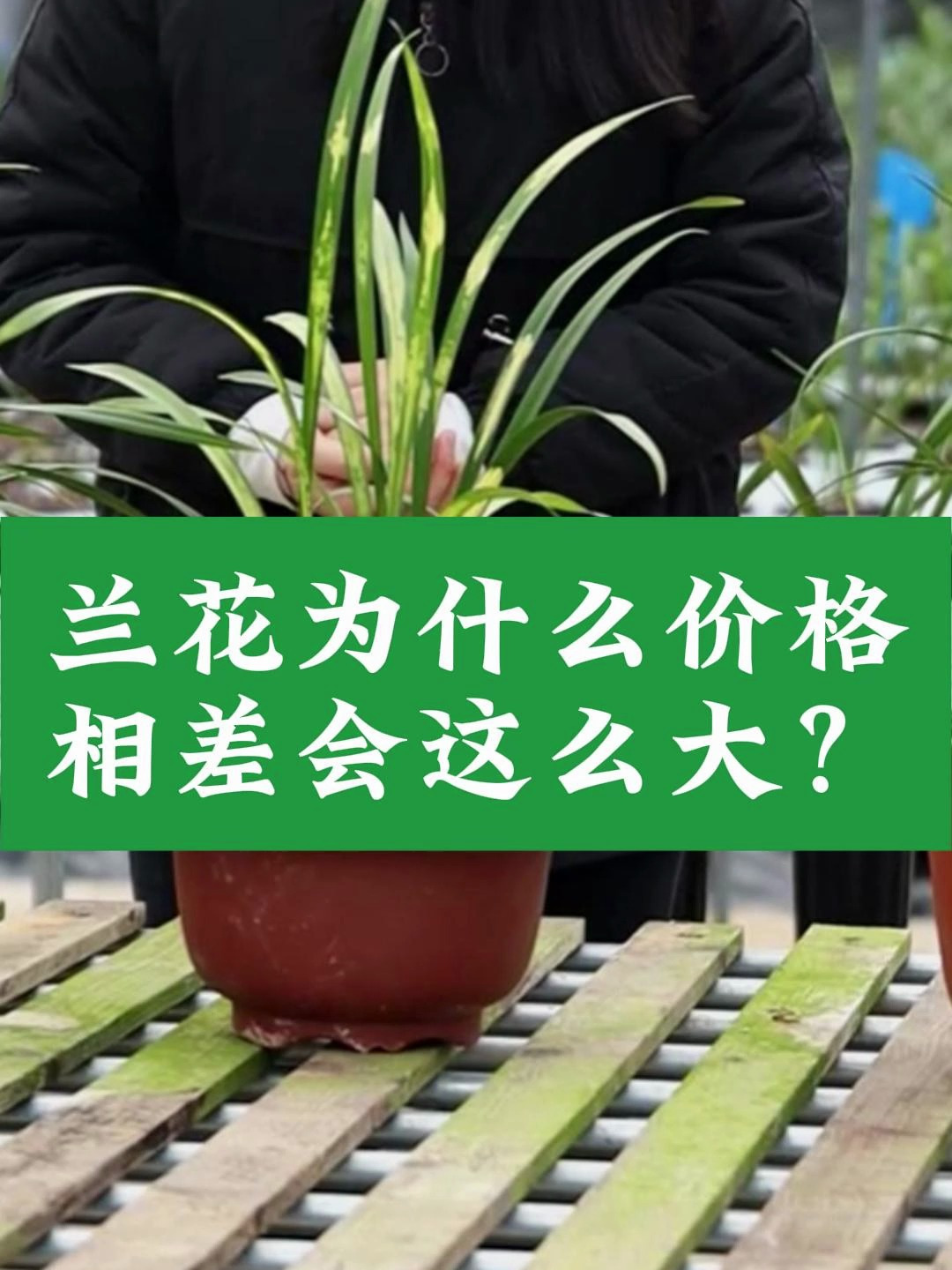 兰花为什么价格相差会这么大?