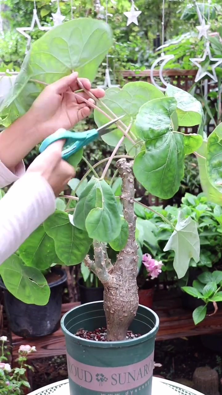 如果你的佛肚海棠不开花,可以试试这样做-度小视