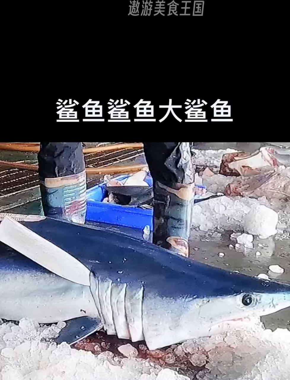 敢挑战吗?鲨鱼肉大餐来袭!