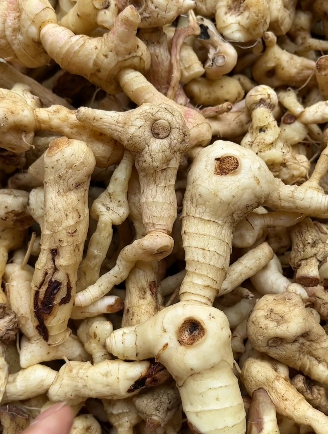 鸡头黄精蒸一下晒干,味道还不错-度小视