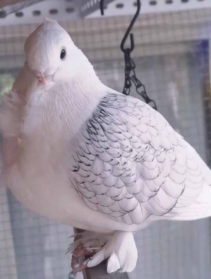 这就是冬天的淑女鸽,鸽笼里拍到这一幕,看完心都被萌化了-度小视