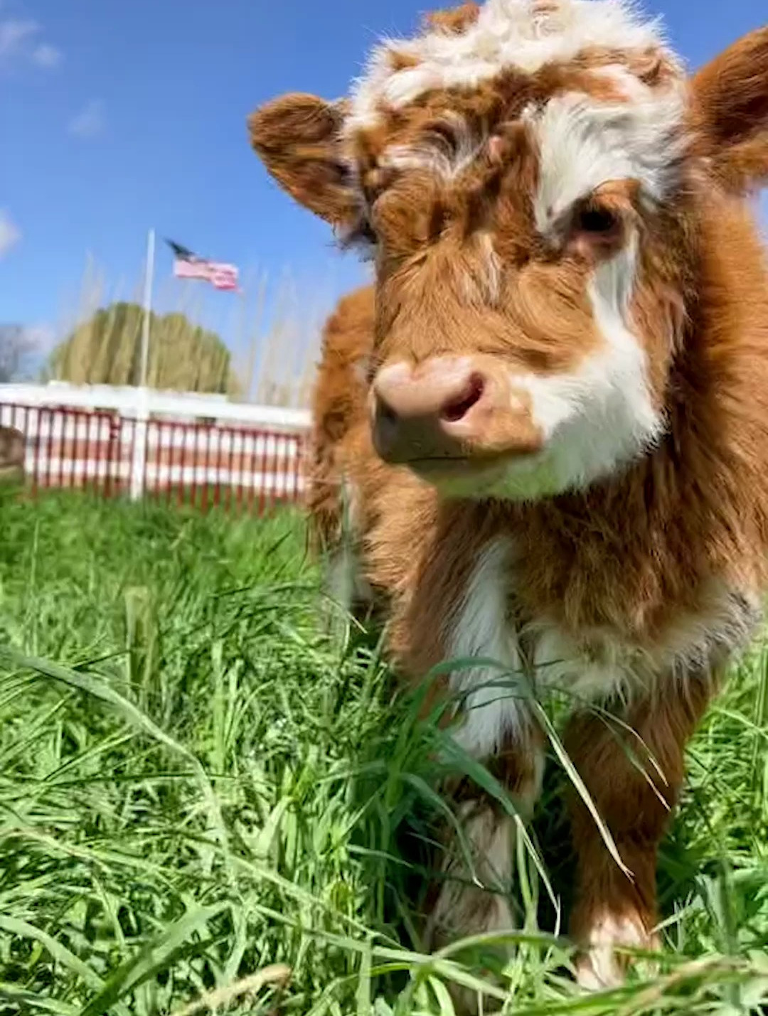 表情呆呆又毛茸茸的迷你小牛,小短腿看起来就很好rua-度小视