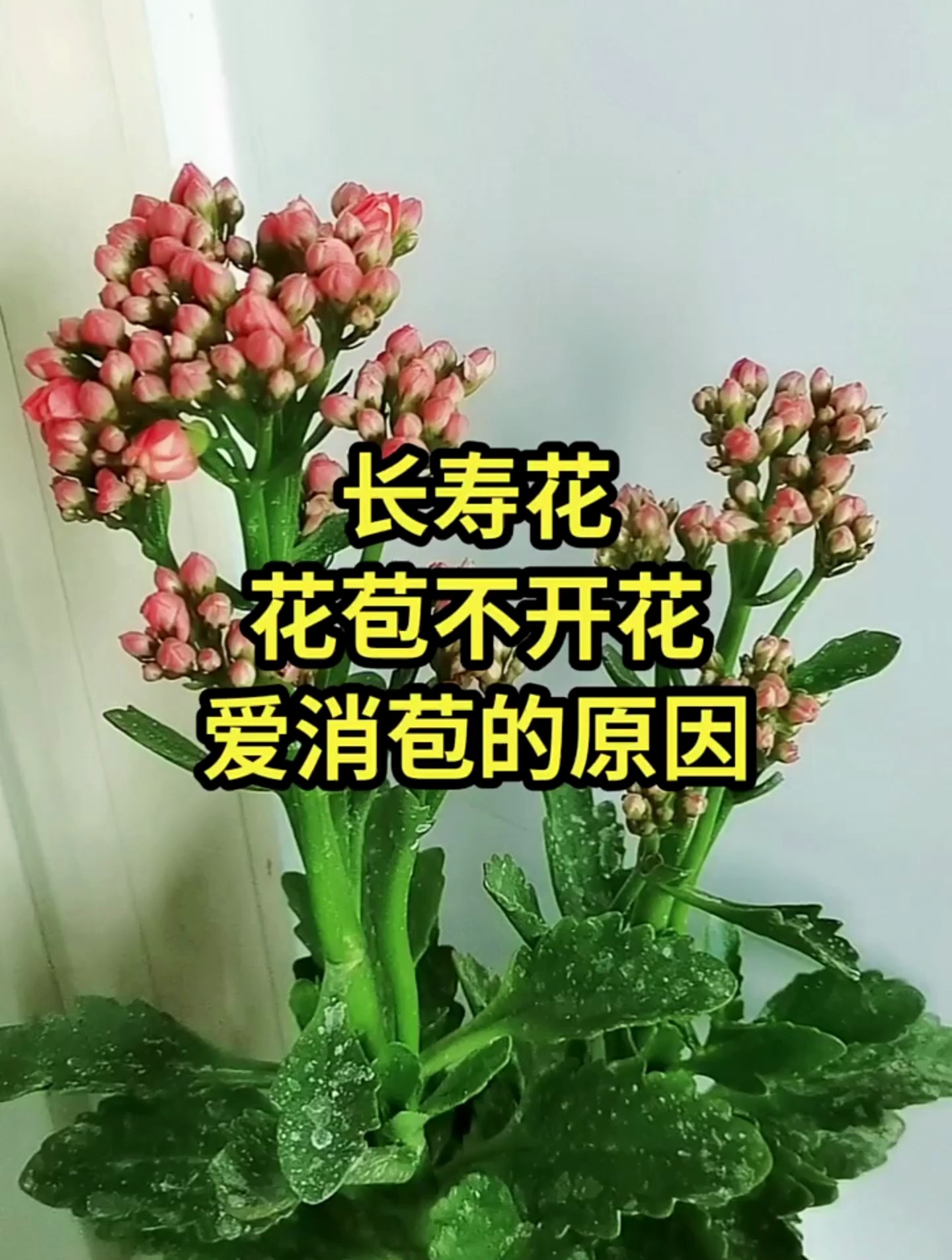 长寿花不开花咋办图片