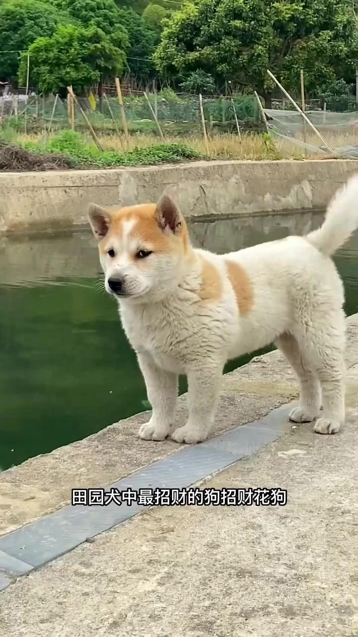 农村最喜欢养的田园犬之一招财花狗-度小视