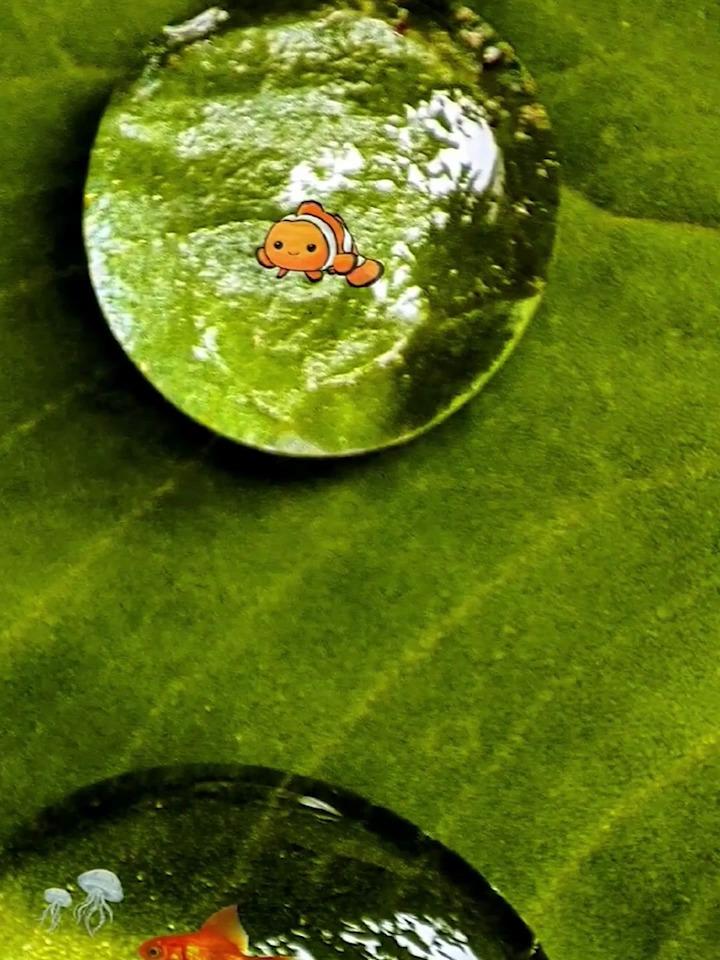 创意拍摄:水滴里的小金鱼
