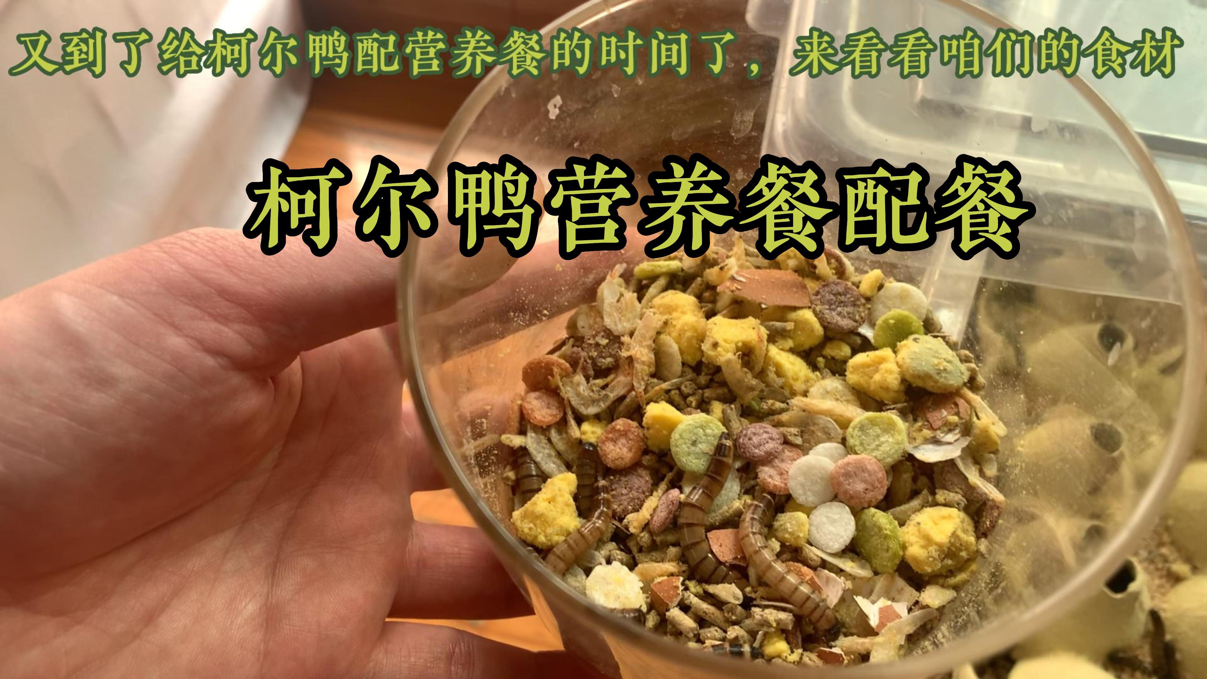 每天一颗蛋的秘密——柯尔鸭营养配餐