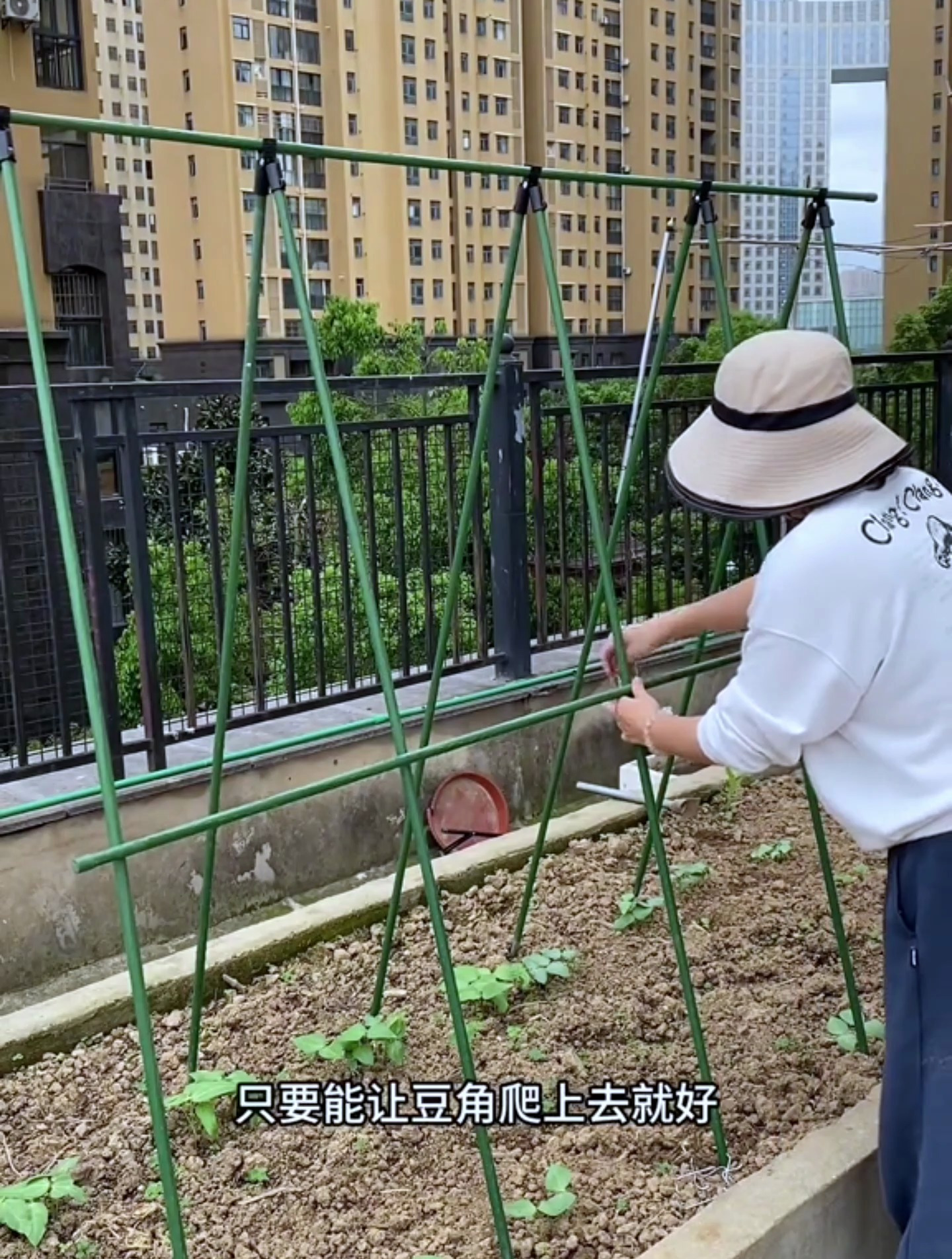 豆角架子省力搭法图片