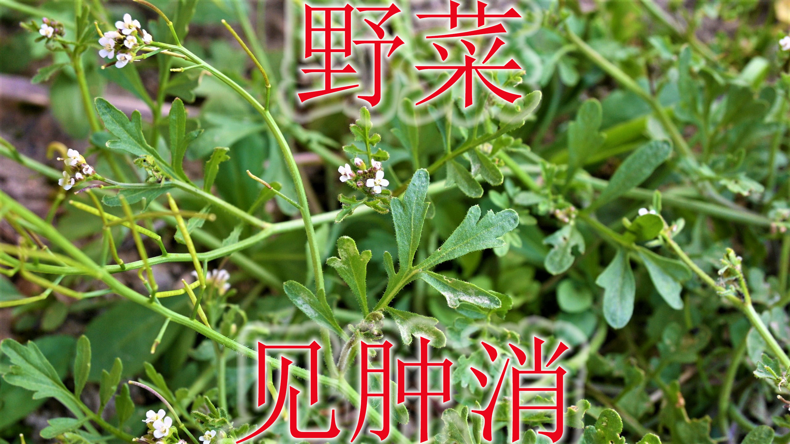农村常见野菜“碎米荠”,植物别称“见肿消”,小草本大用途!