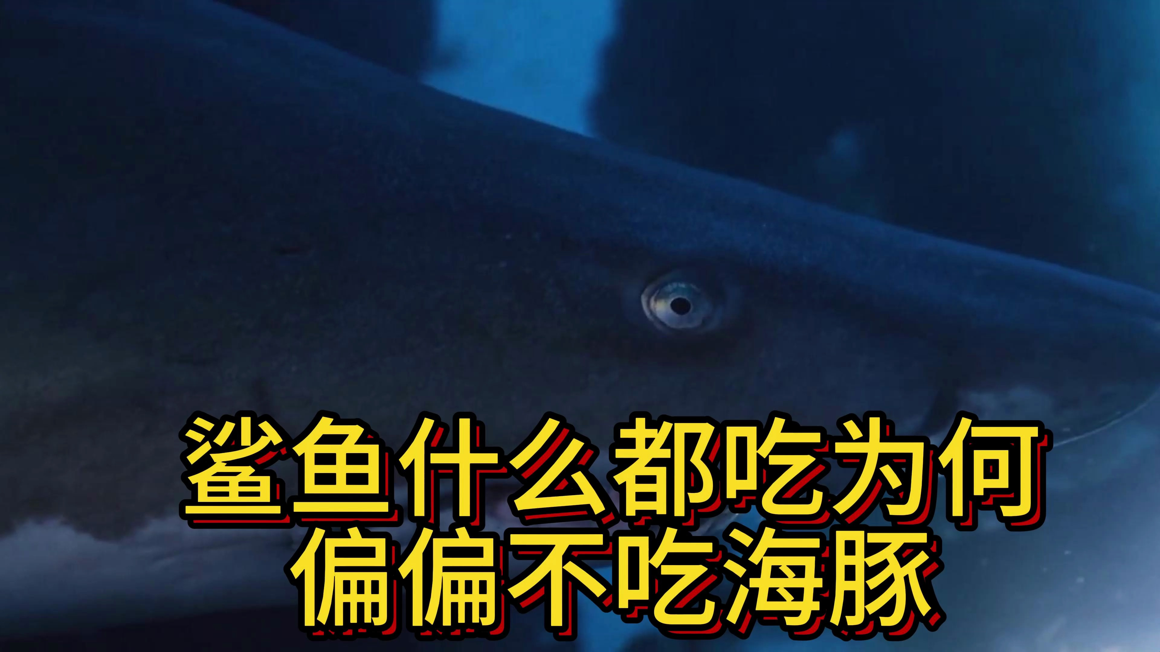 鲨鱼什么都吃为何偏偏不吃海豚?鲨鱼:不是我不吃,而是我不敢吃