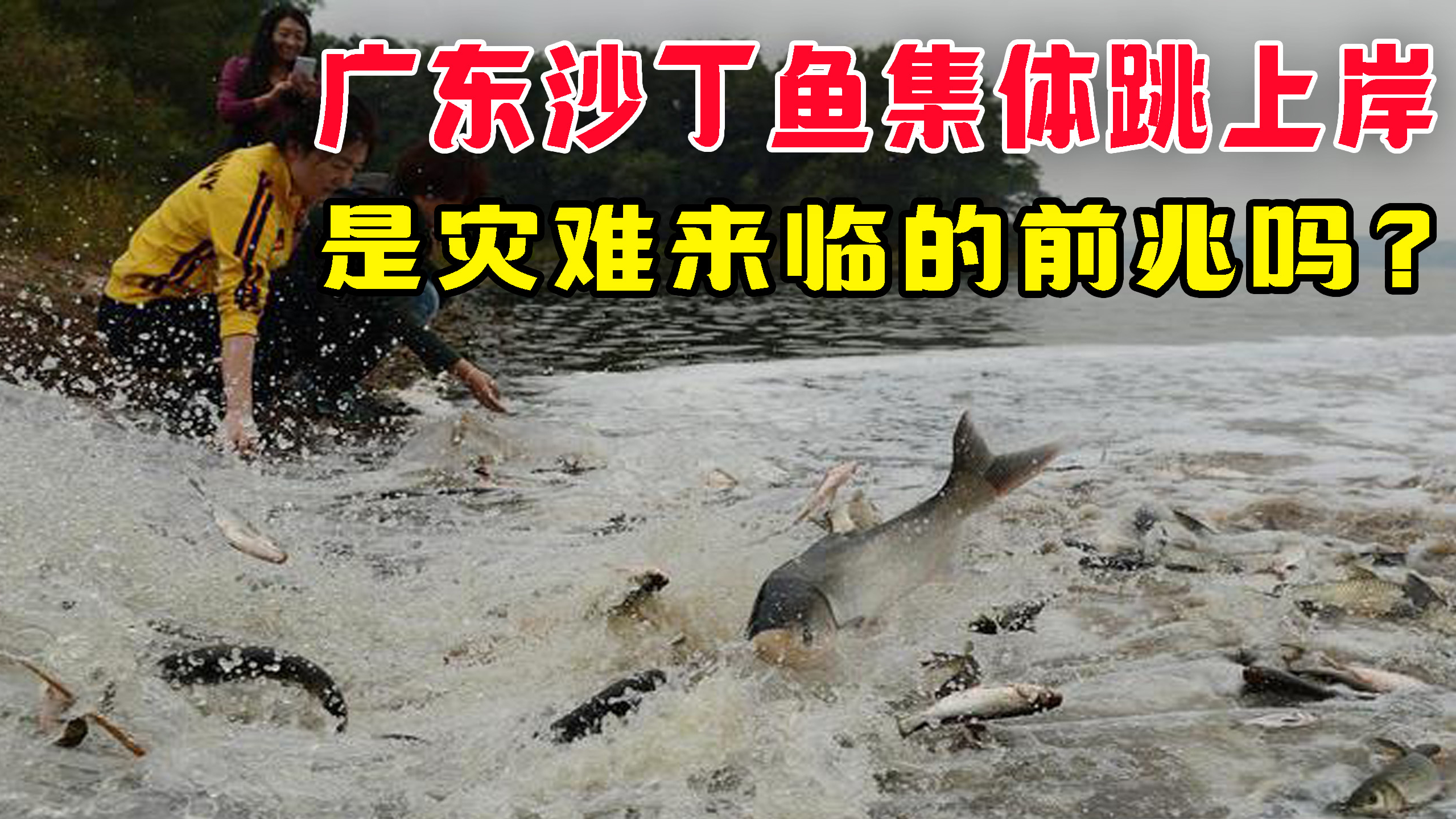 沙丁鱼集体跳上岸,是灾难来临的前兆吗?鱼为什么跳出水面?