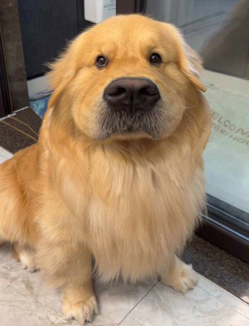 跟飞屋环游记里狗狗道格好像!好可爱!