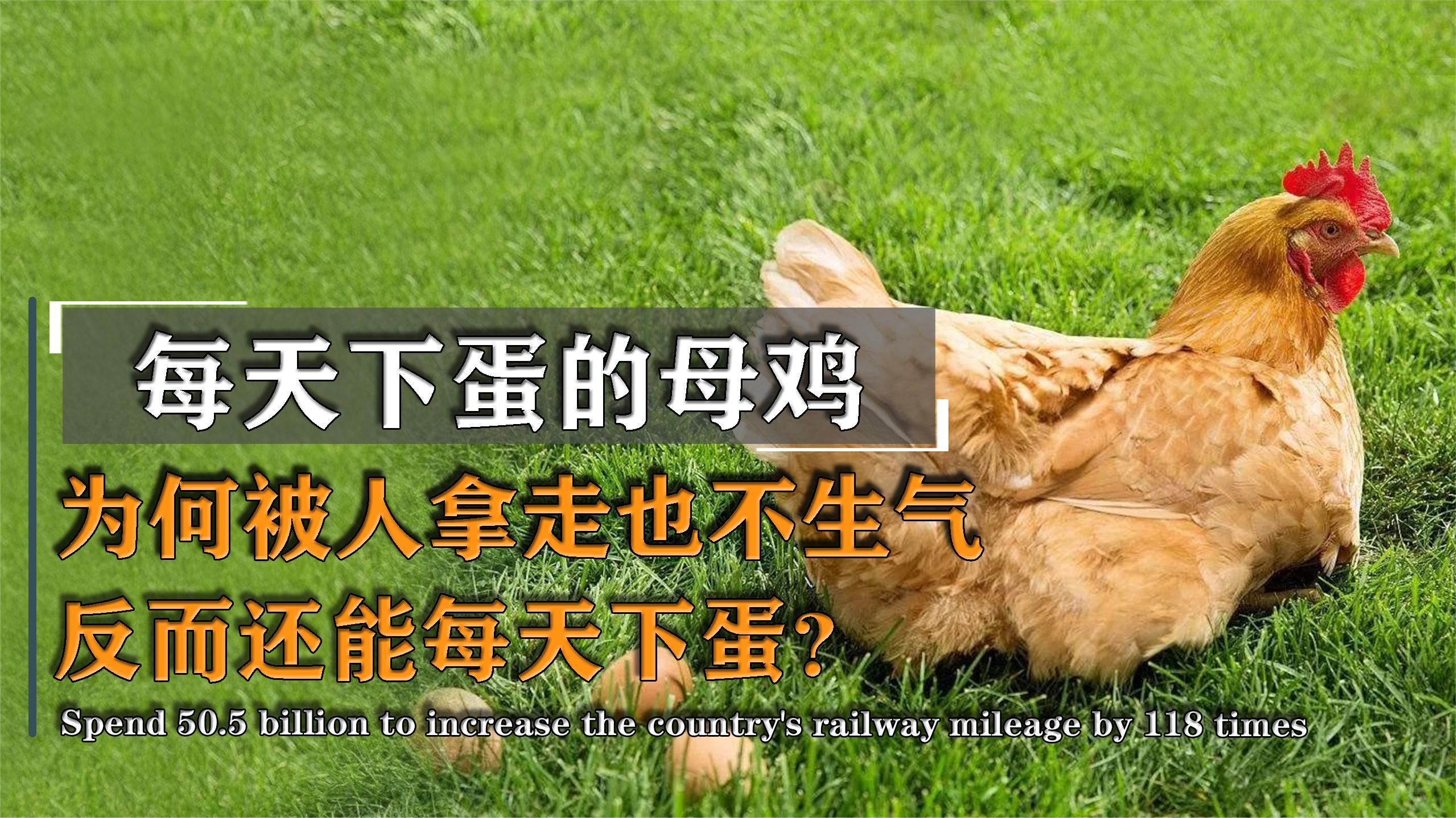 看着鸡蛋被拿走,母鸡为何不生气?还每天下蛋!