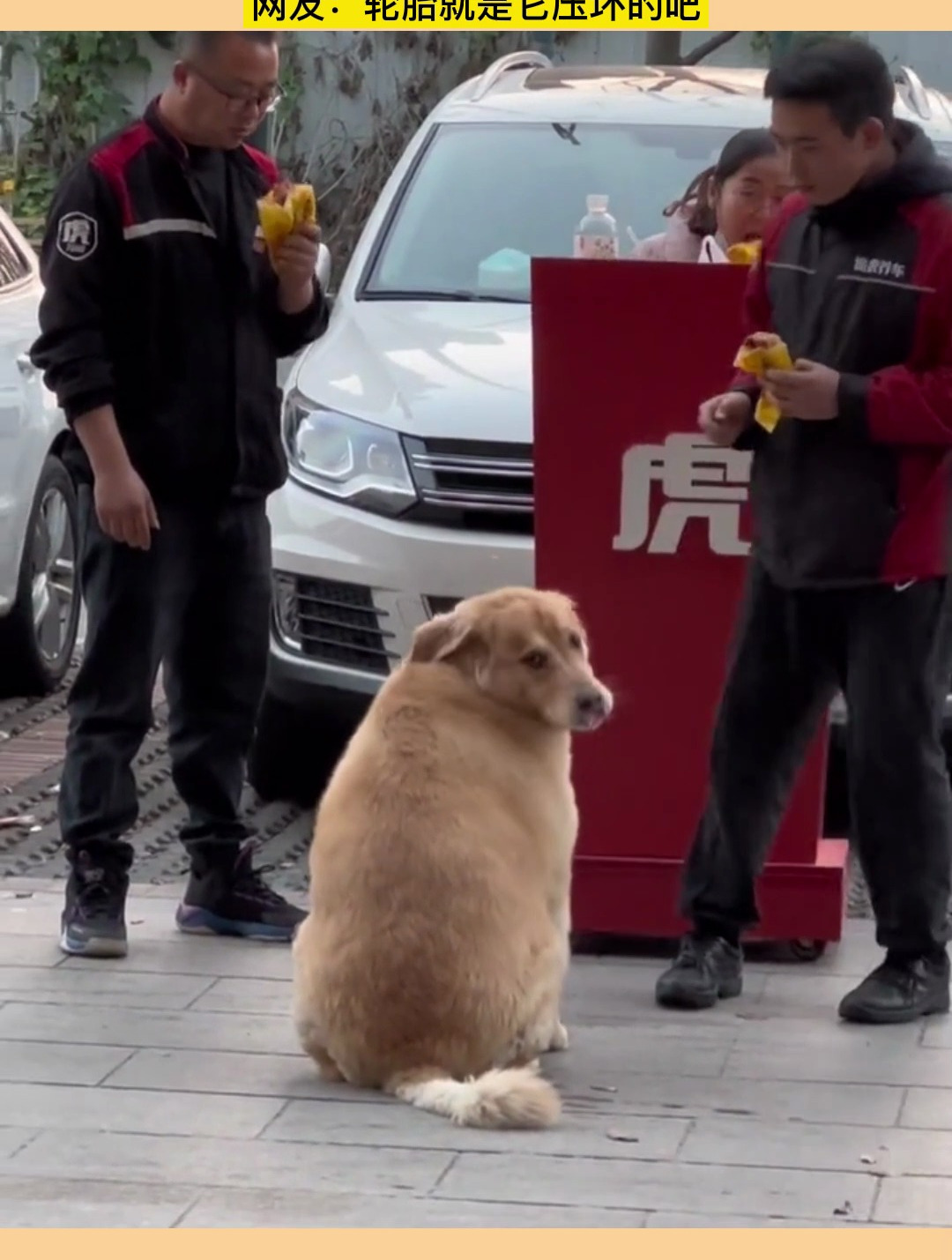 主人去换轮胎时,狗狗在蹭吃的-度小视