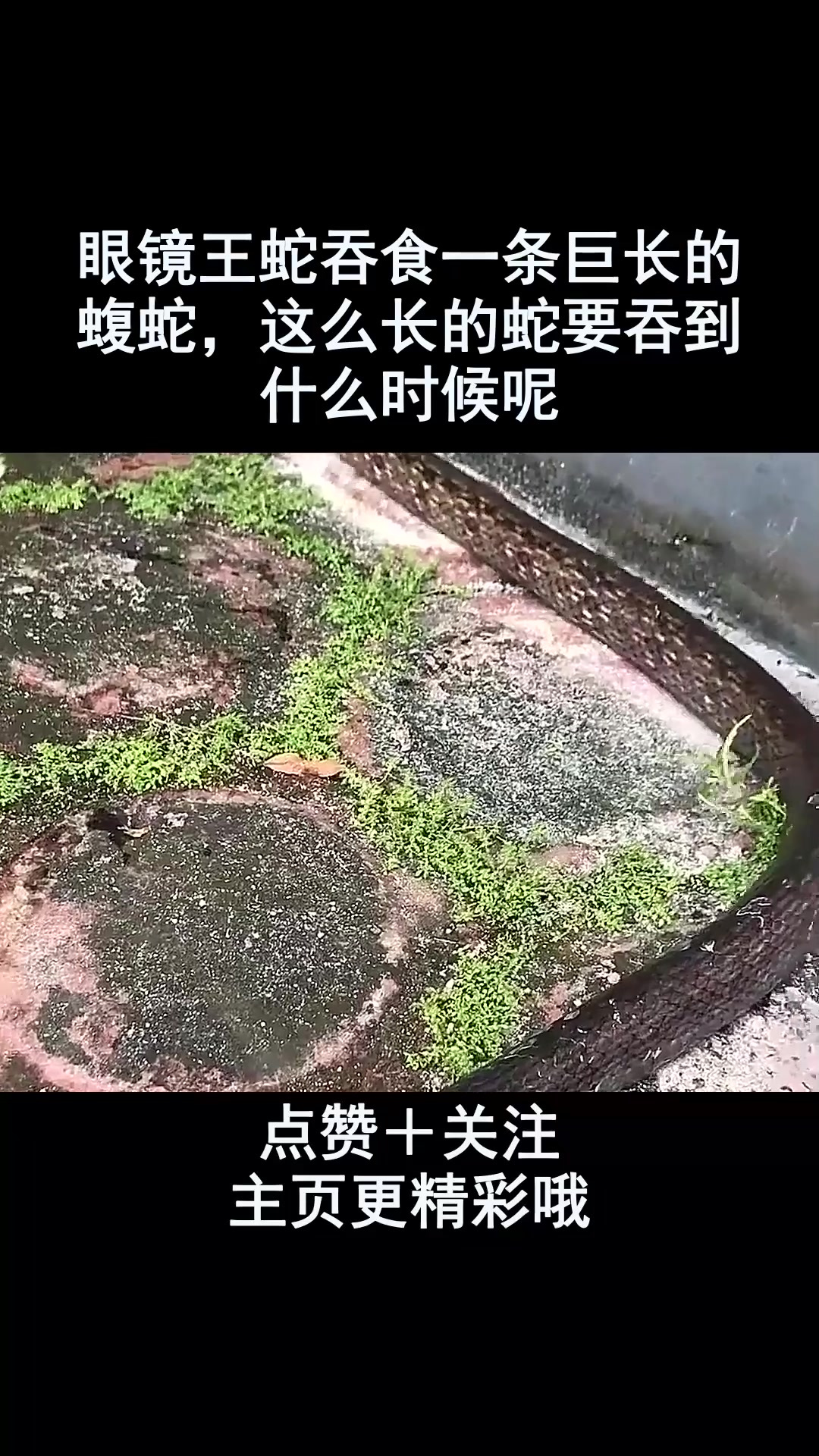 眼镜王蛇吞食一条巨长的蝮蛇,这么长的蛇要吞到什么时候呢