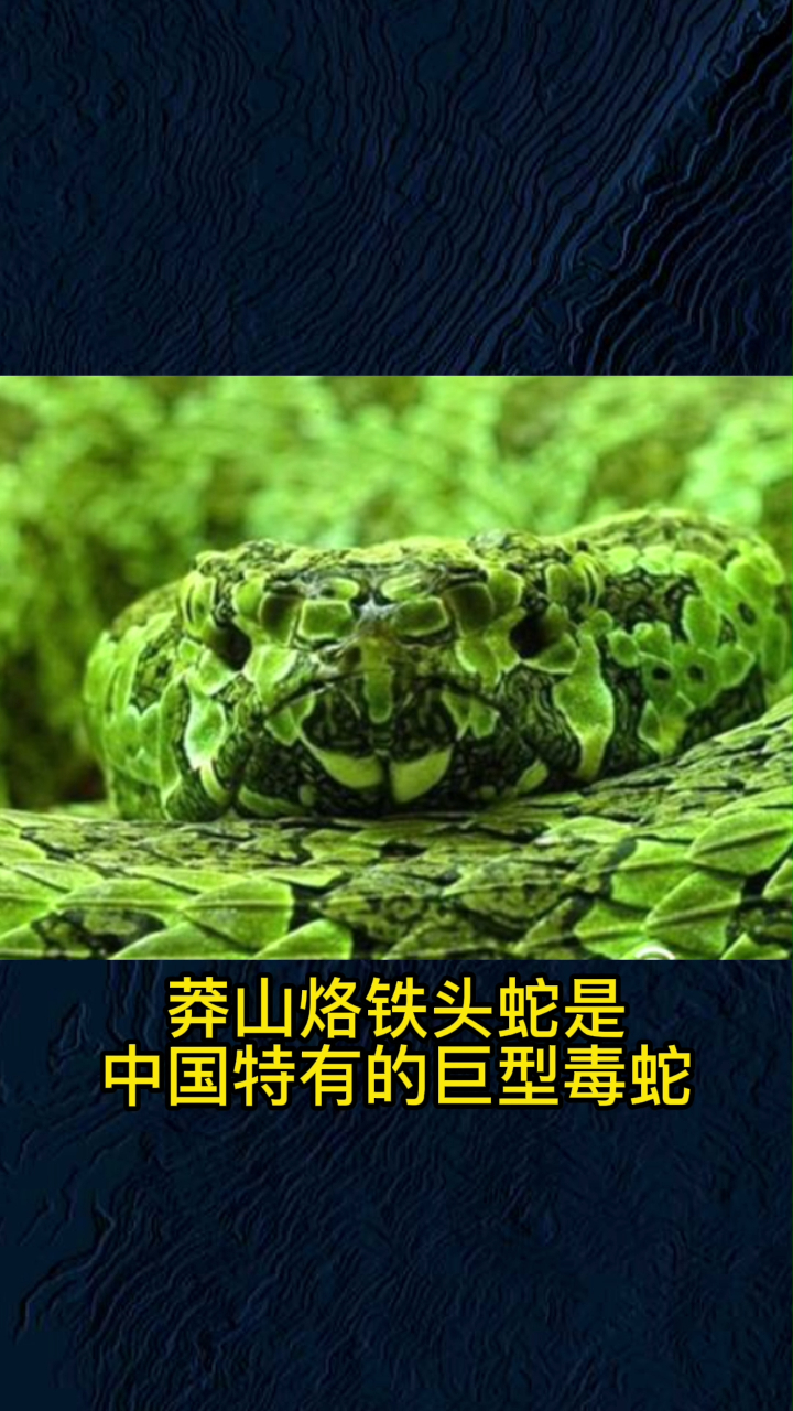 陈远辉与莽山烙铁头蛇图片