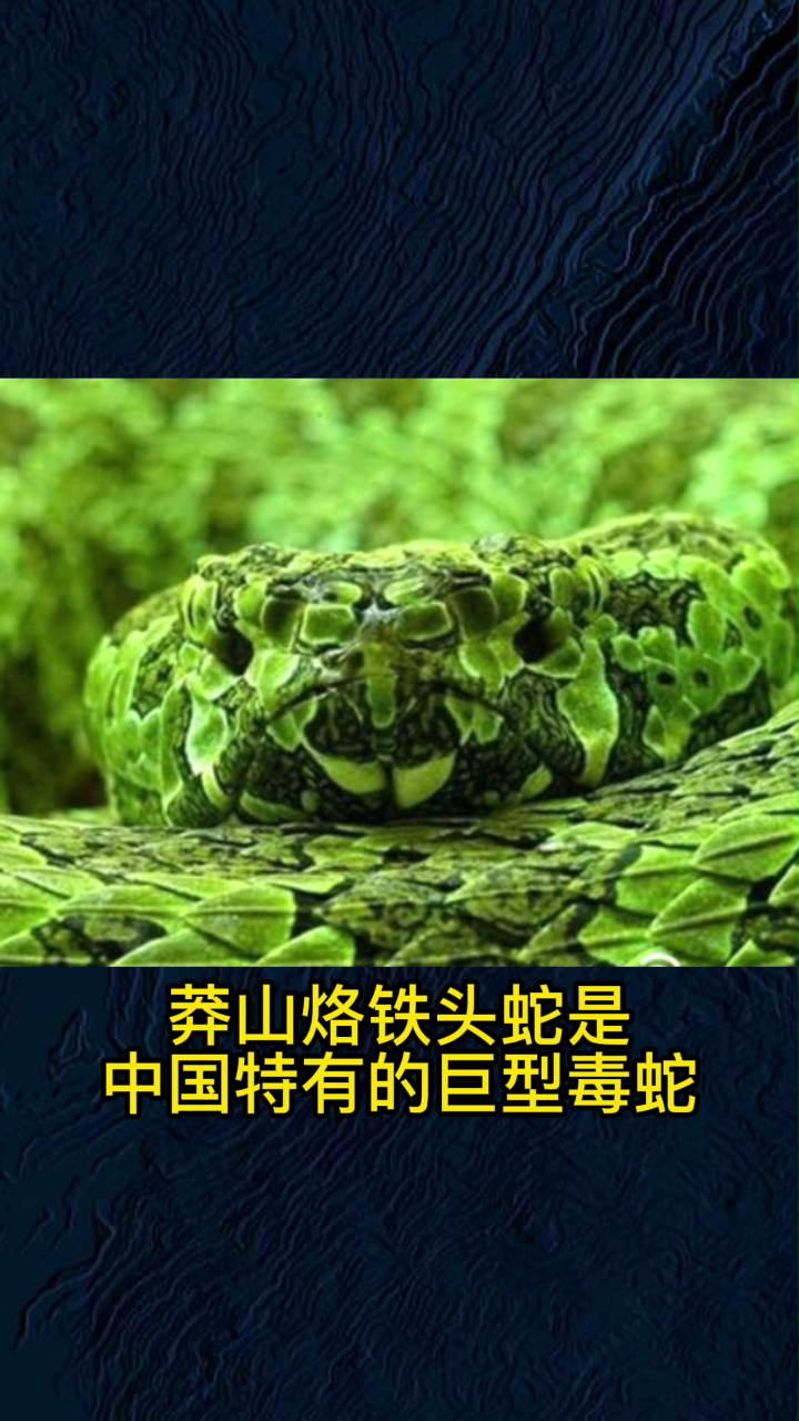 蛇中熊猫:莽山烙铁头蛇