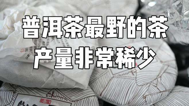 [图]普洱茶最野的茶，产量太少了，一年只有三四十斤