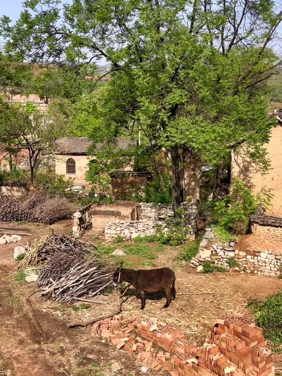 古老的村庄朴实的人,大娘在给邻居荒废的窑上除草