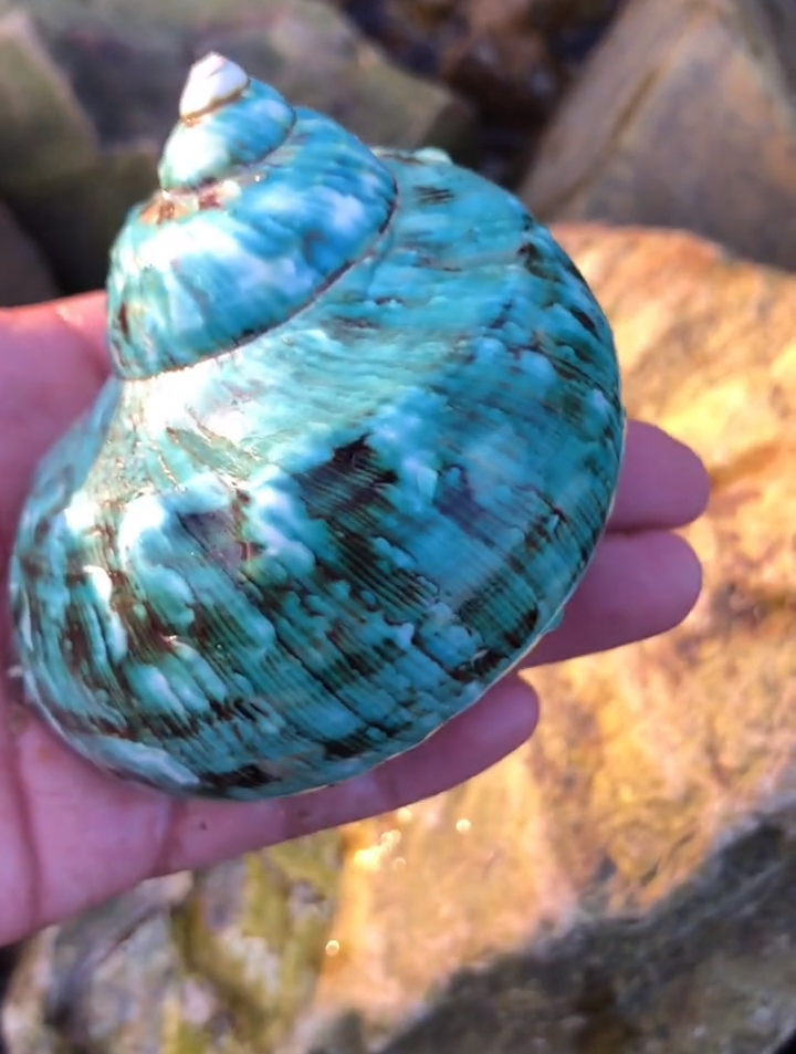 看啊,好久都没有捡到的牛角螺!-度小视