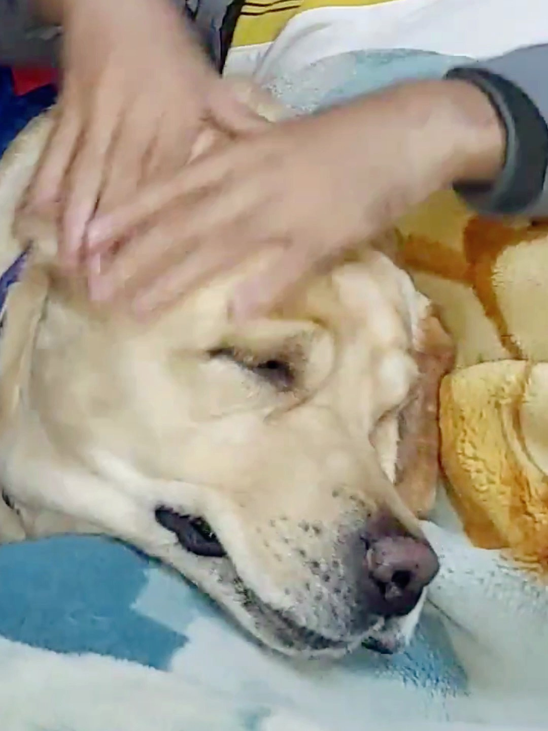 主人不理狗狗狗狗的反应非常可爱