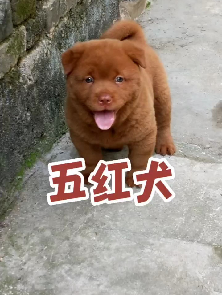 五紅犬,尊貴